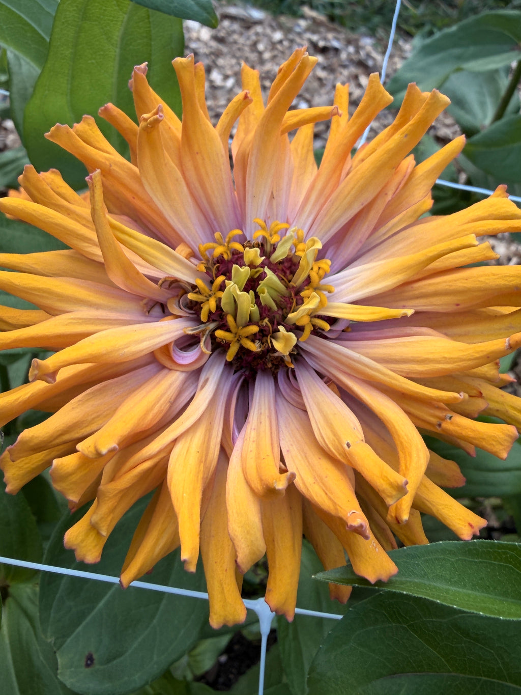 Zinnia - Giant Peach & Pink Mix