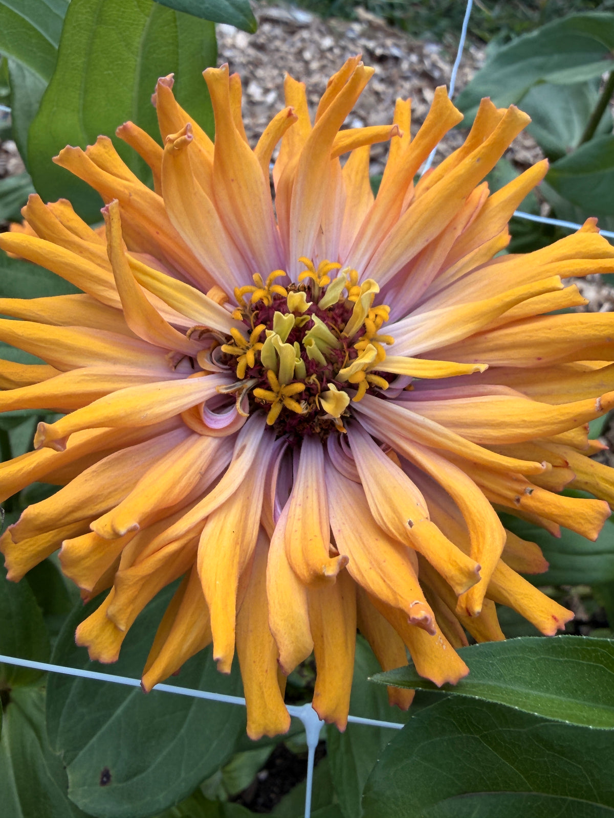 Zinnia - Giant Peach & Pink Mix