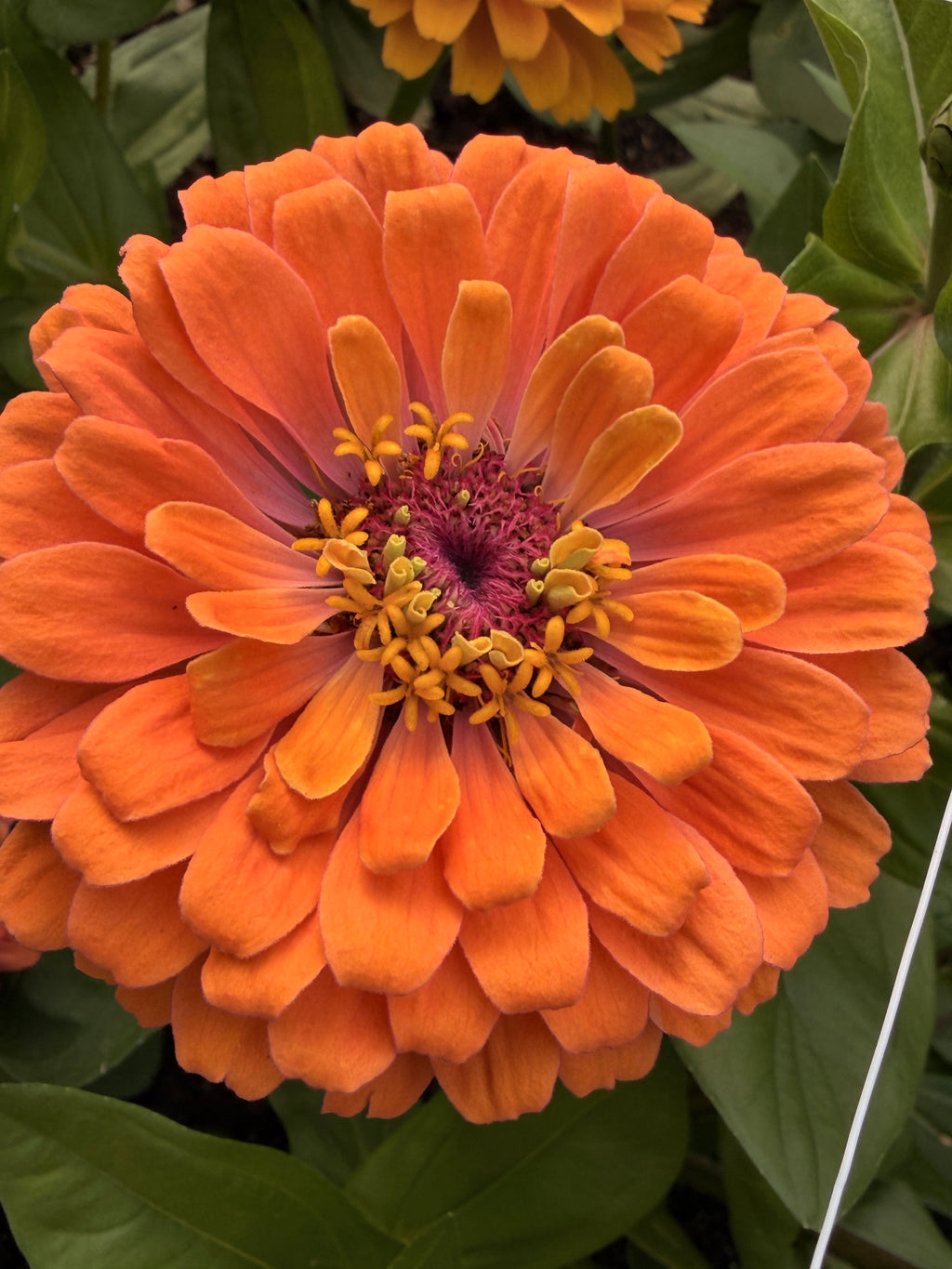 Zinnia - Giant Peach & Pink Mix