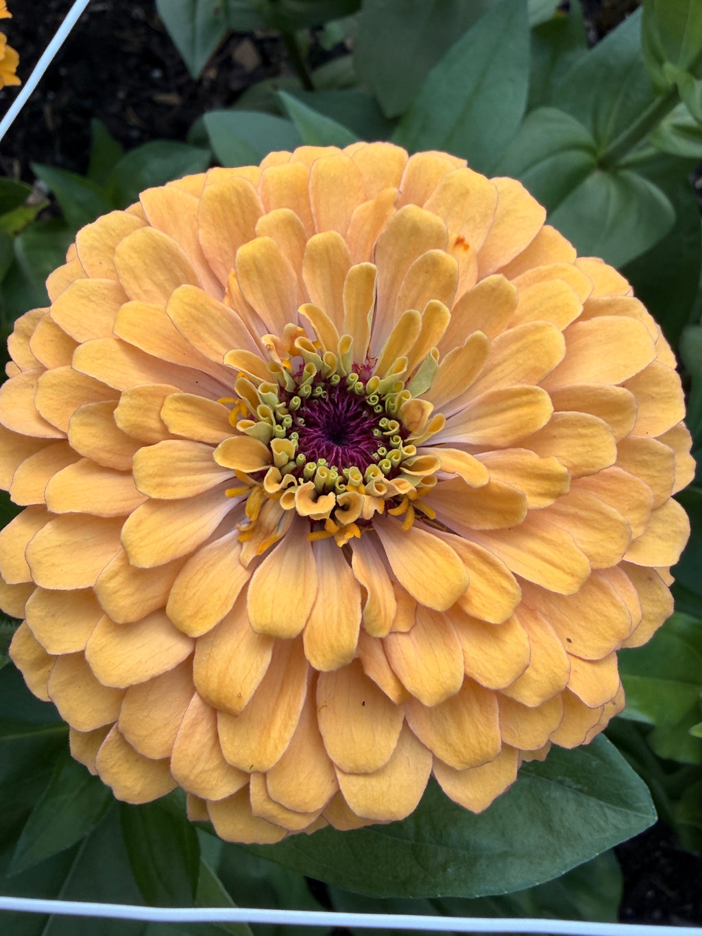 Zinnia - Giant Peach & Pink Mix