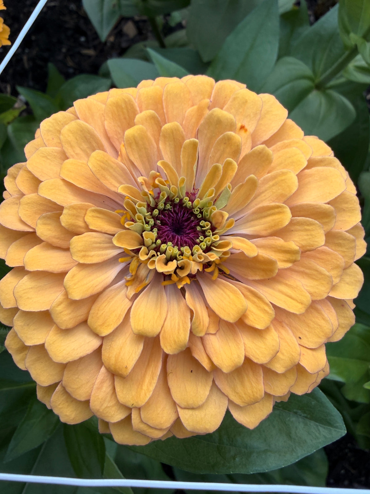 Zinnia - Giant Peach & Pink Mix