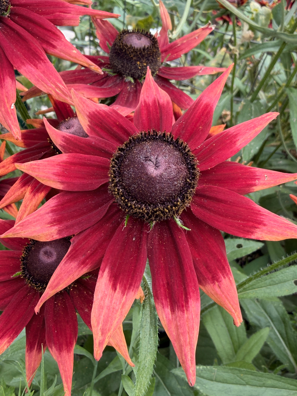 Rudbeckia - Fall Mix