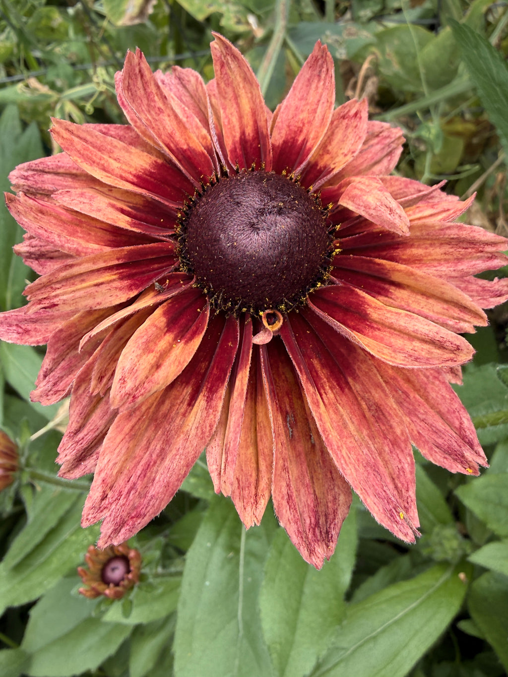 Rudbeckia - Fall Mix
