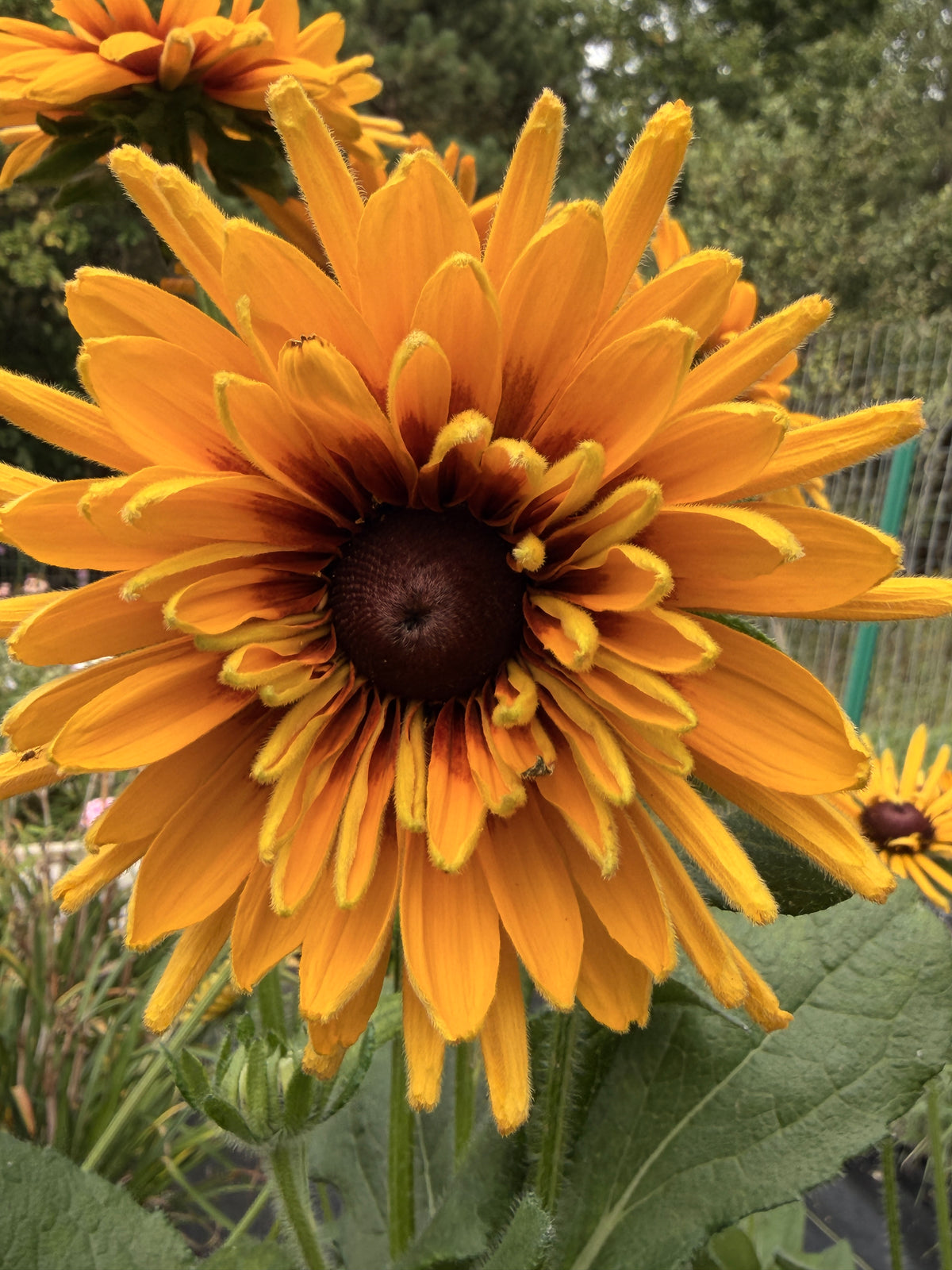 Rudbeckia - Fall Mix