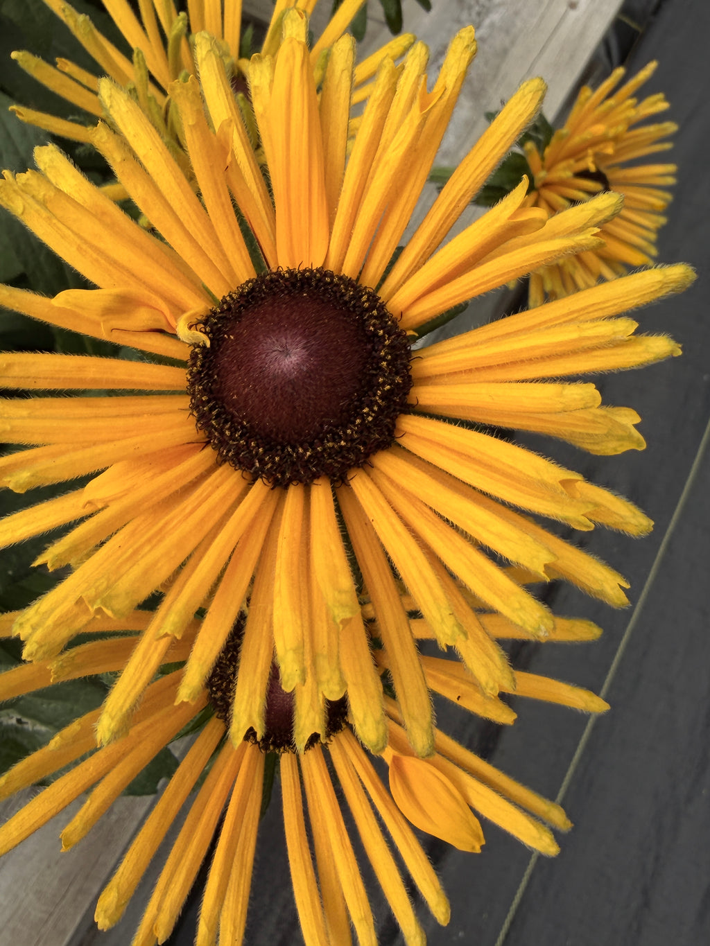 Rudbeckia - Fall Mix