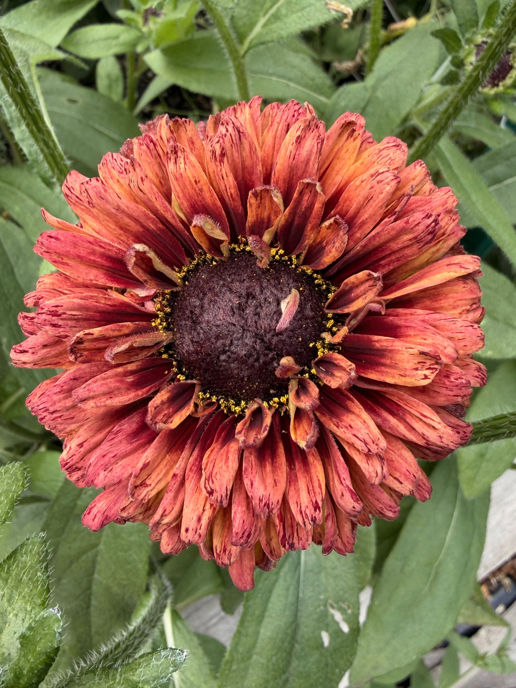 Rudbeckia - Fall Mix