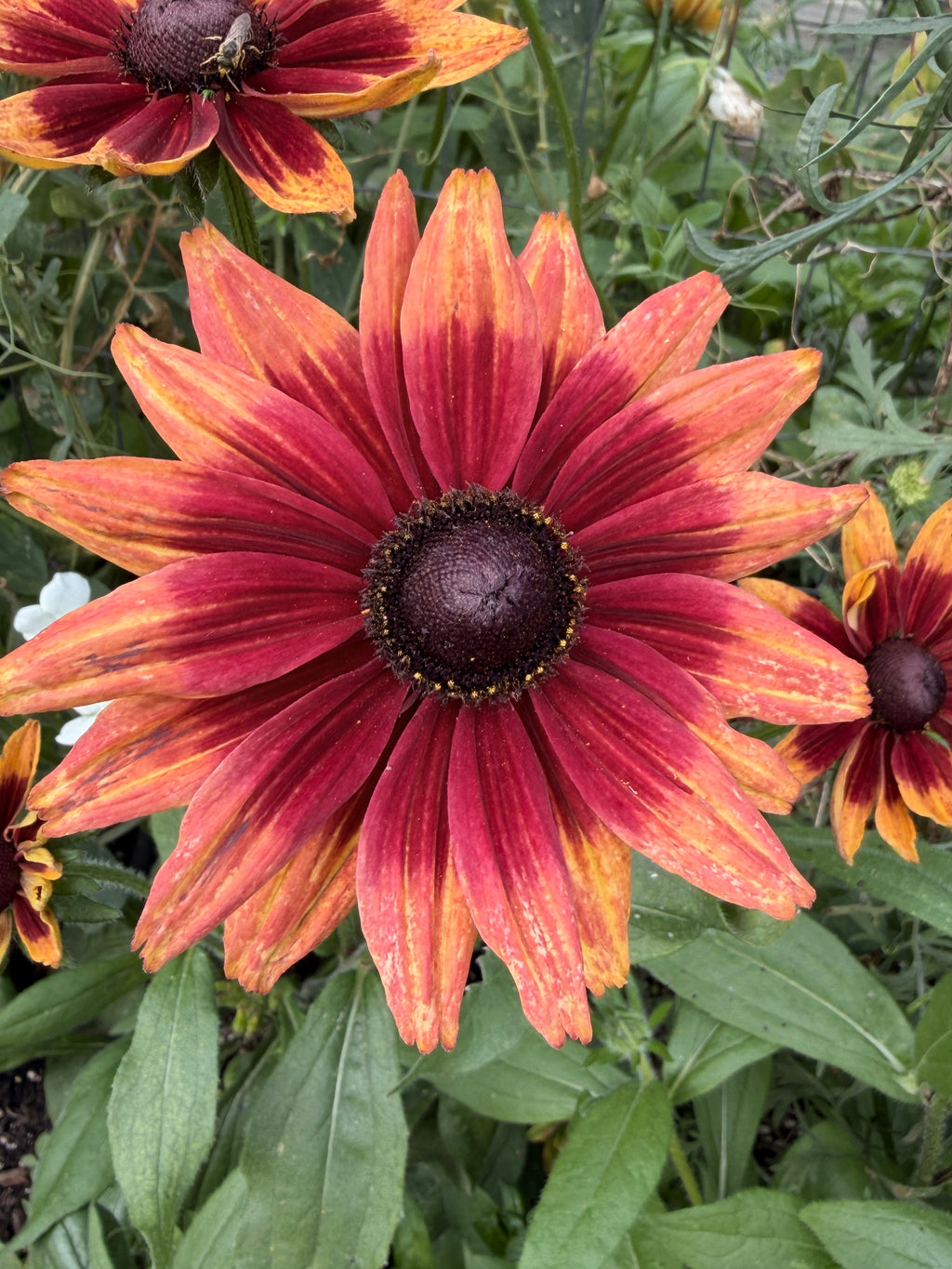 Rudbeckia - Fall Mix