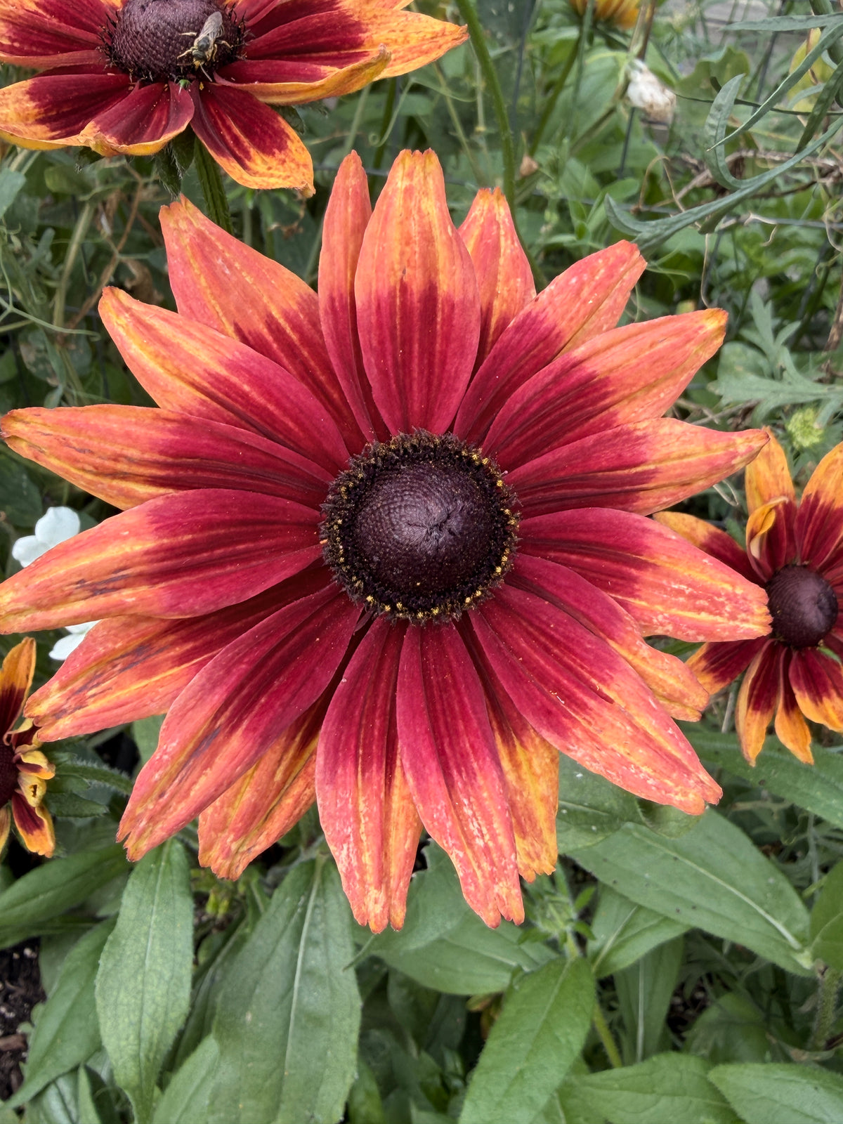Rudbeckia - Fall Mix