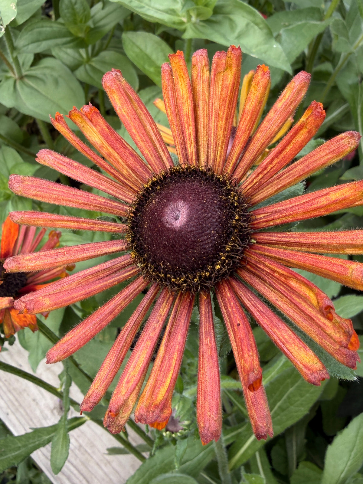 Rudbeckia - Fall Mix