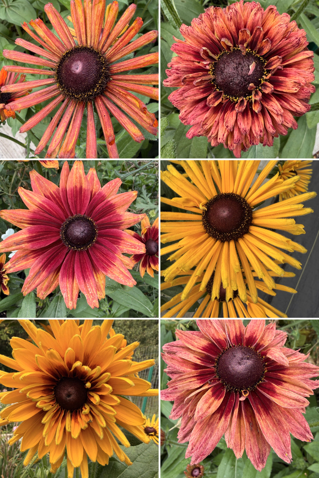 Rudbeckia - Fall Mix