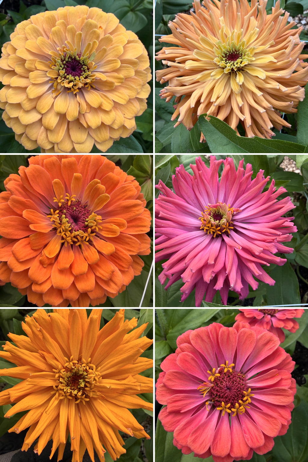 Zinnia - Giant Peach & Pink Mix