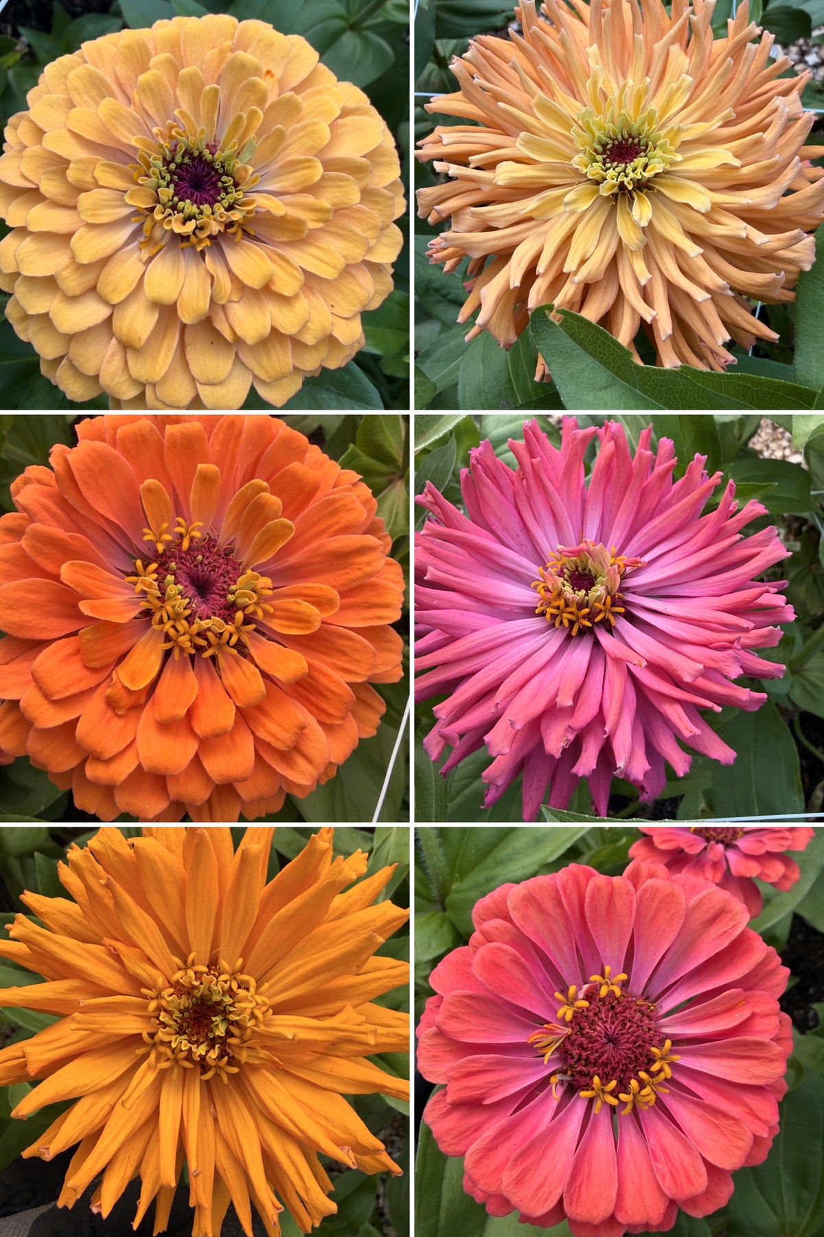 Zinnia - Giant Peach & Pink Mix