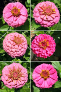 Zinnia - Mini Pink