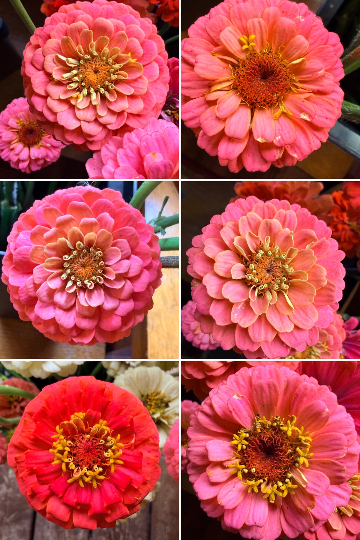 Zinnia - Mini Salmon