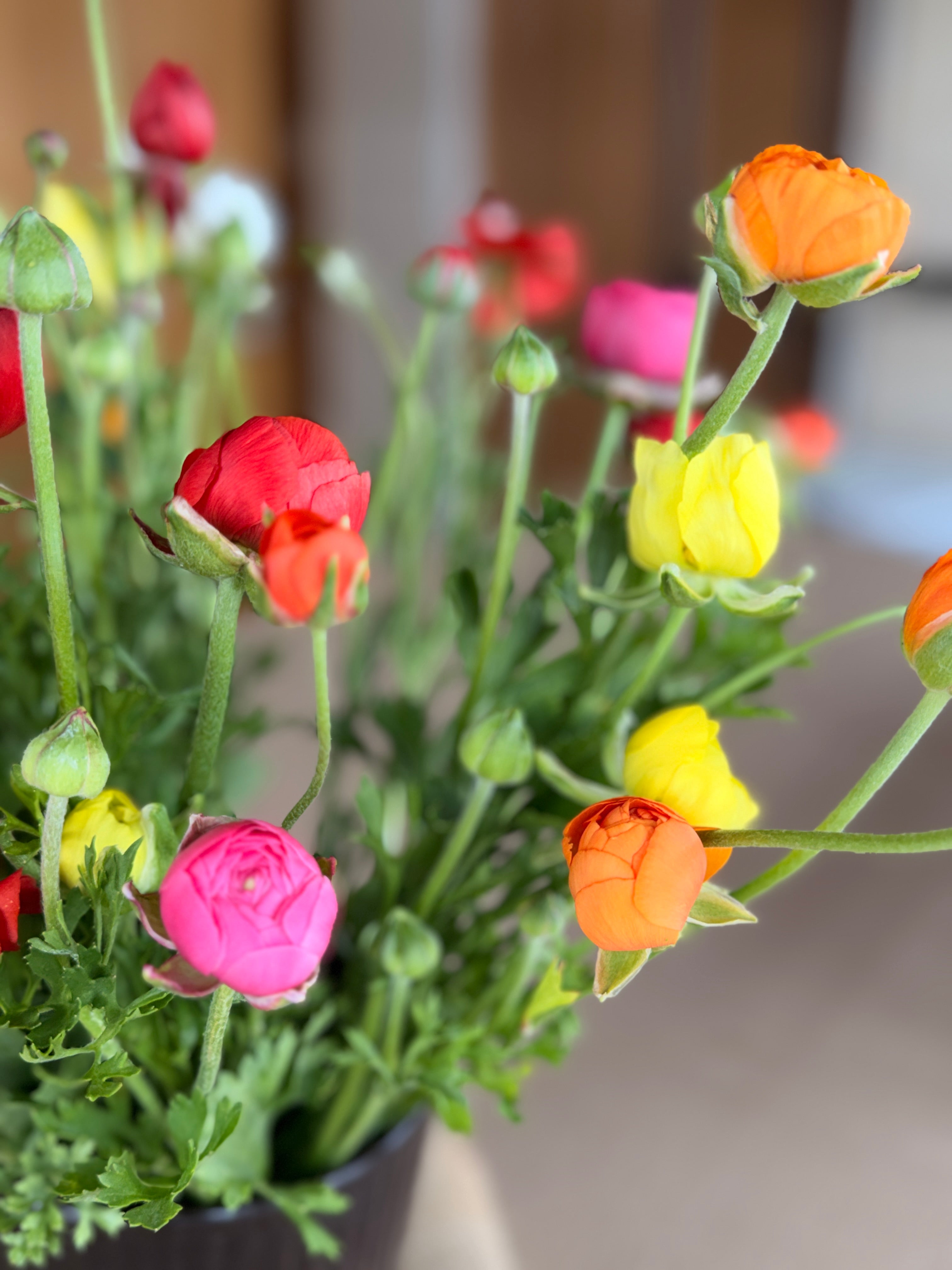 Ranunculus - Mixed Colors