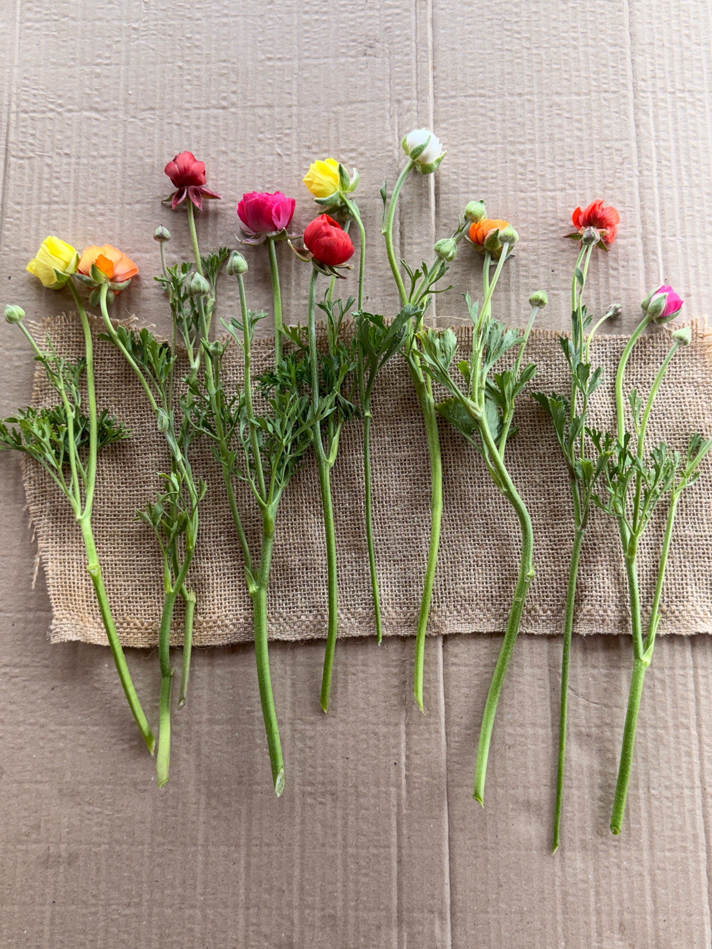 Ranunculus - Mixed Colors