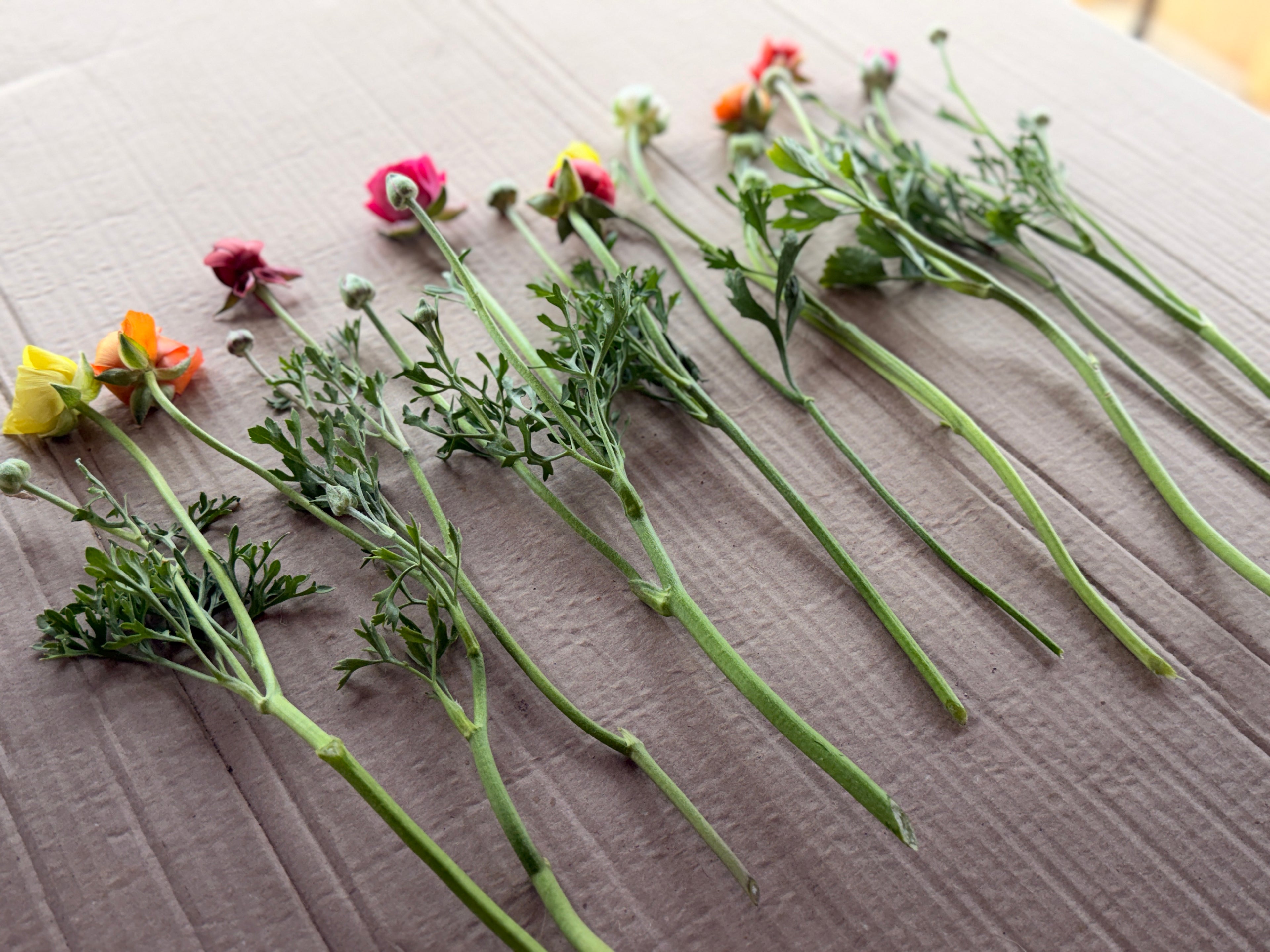 Ranunculus - Mixed Colors