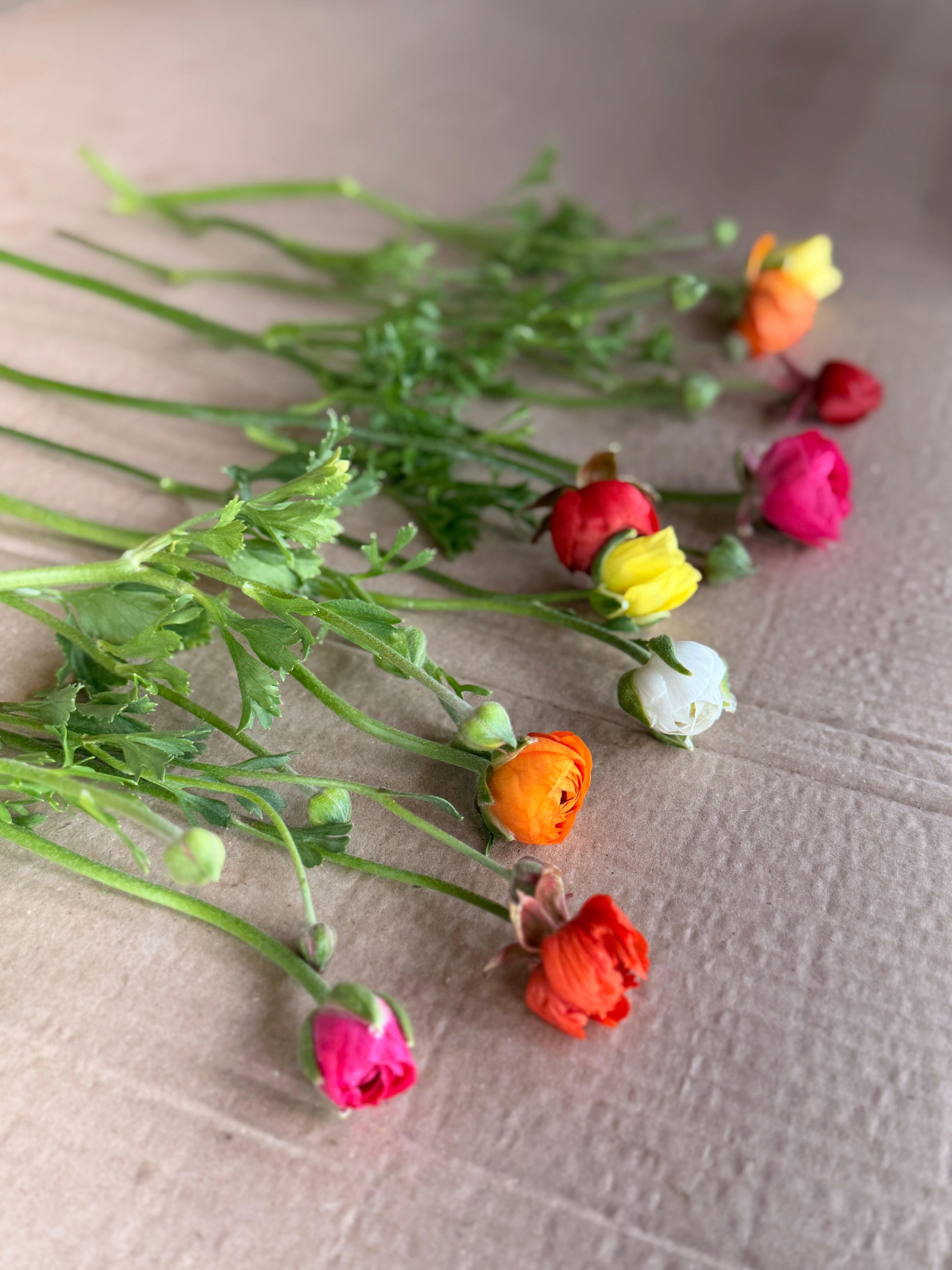Ranunculus - Mixed Colors
