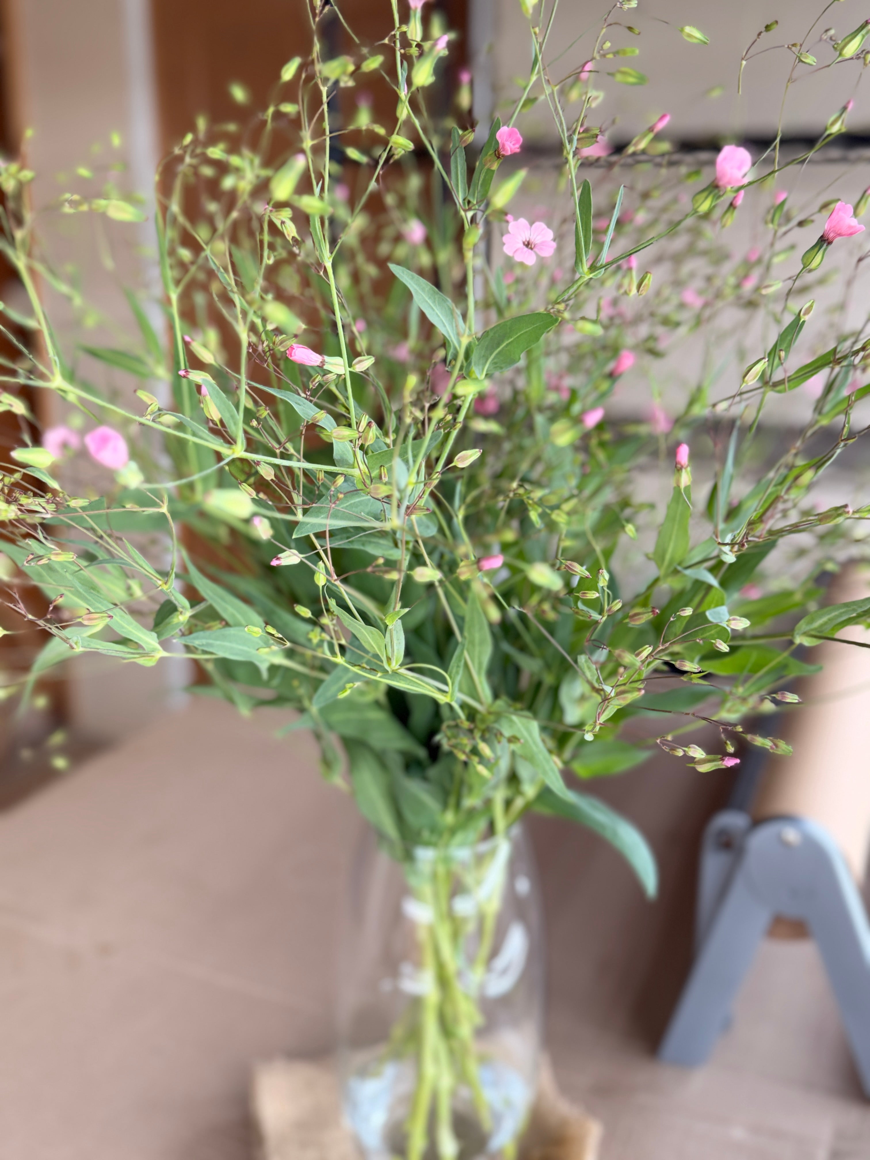 Saponaria - Pink