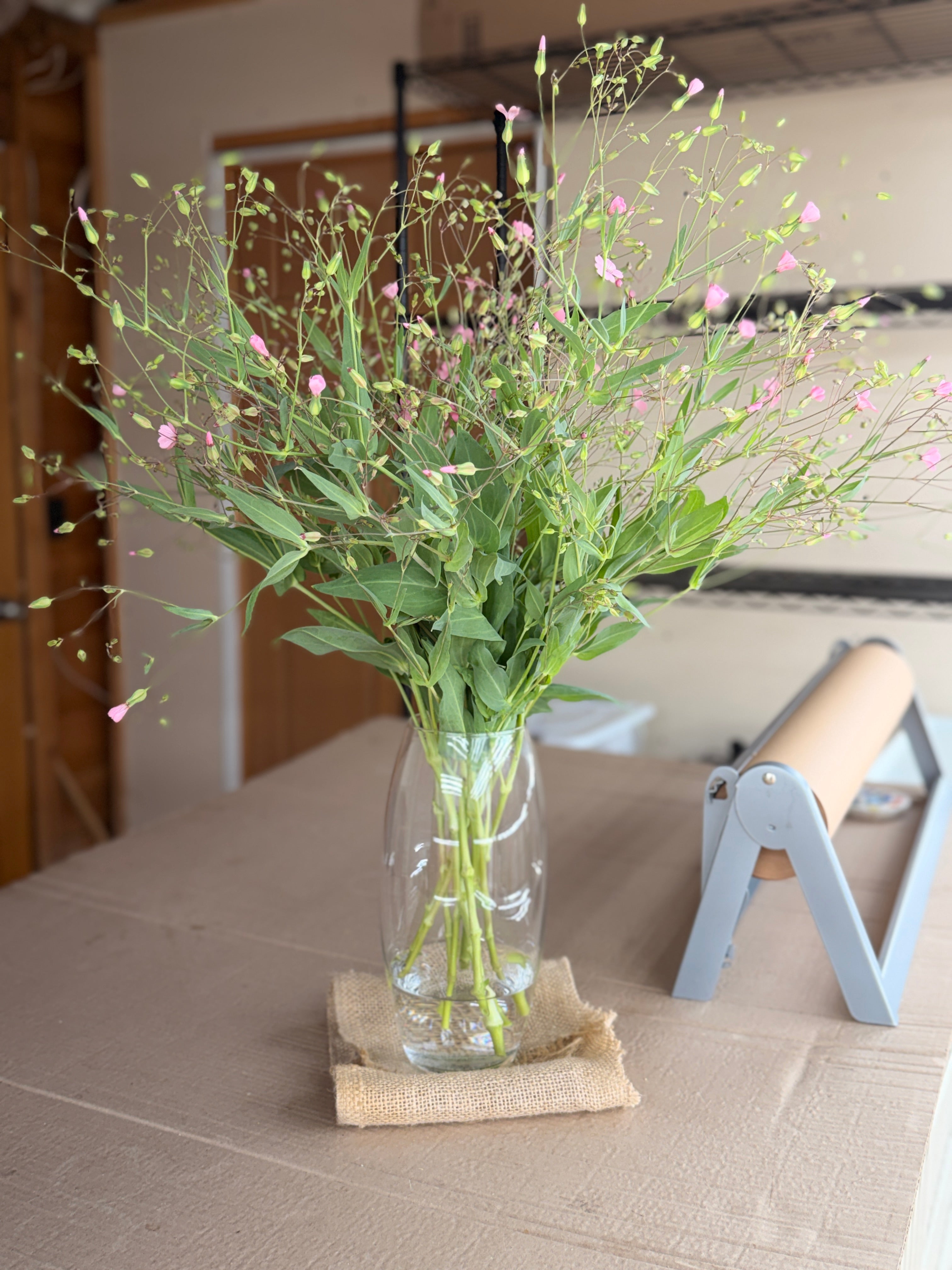 Saponaria - Pink