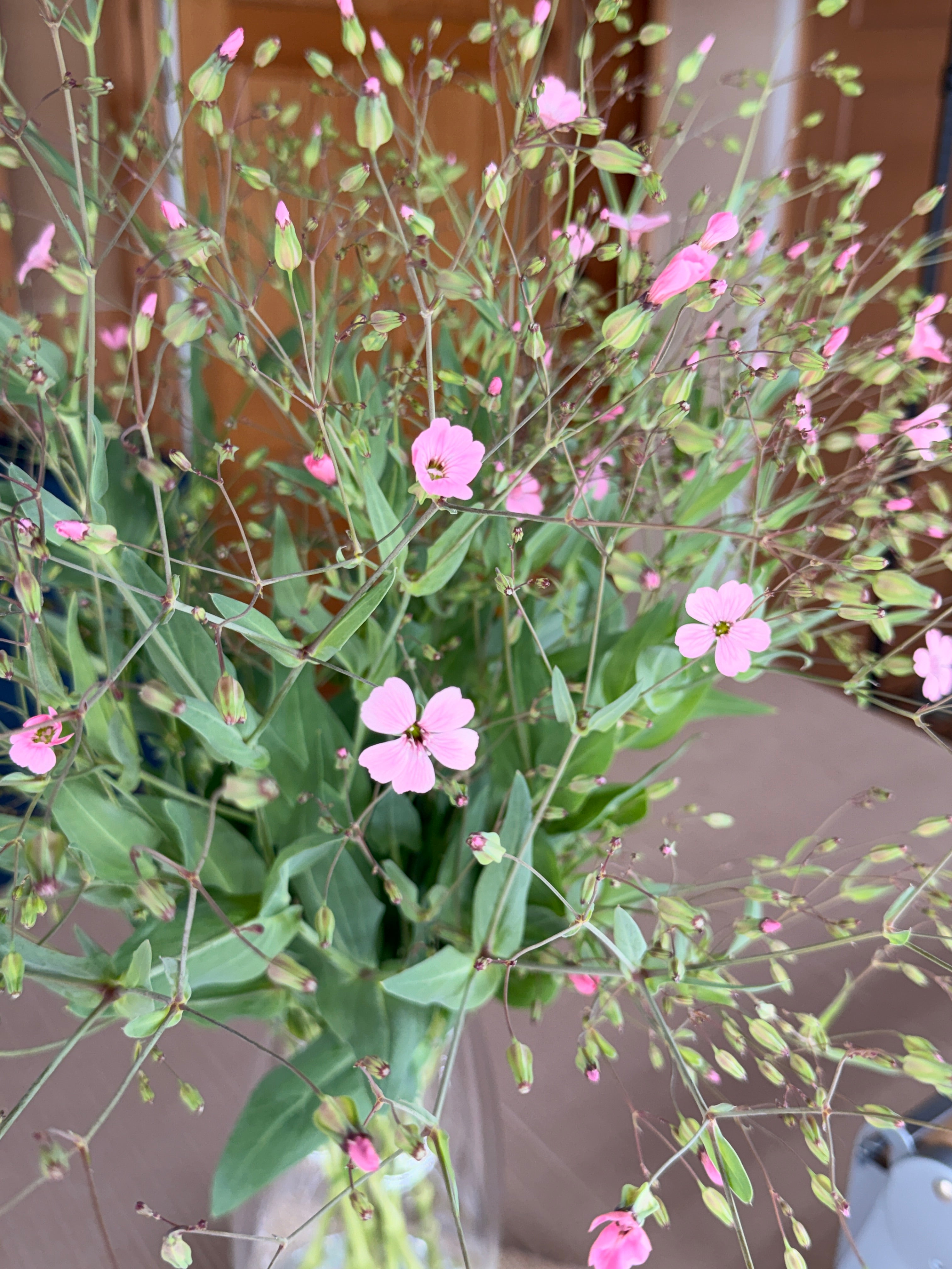 Saponaria - Pink