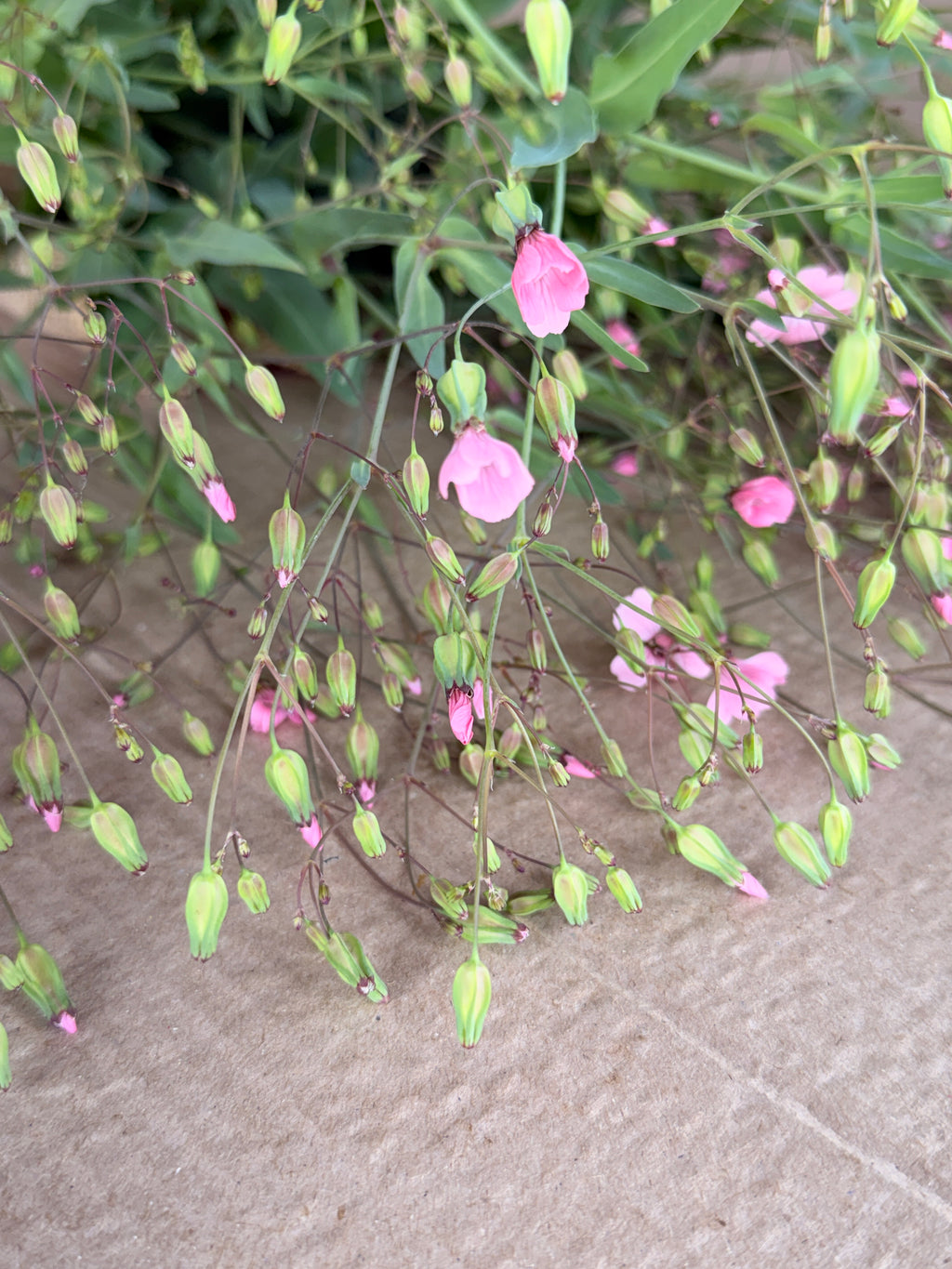 Saponaria - Pink