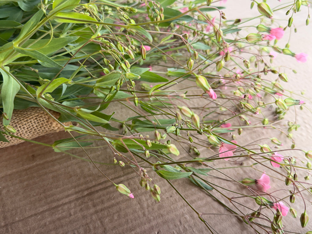 Saponaria - Pink