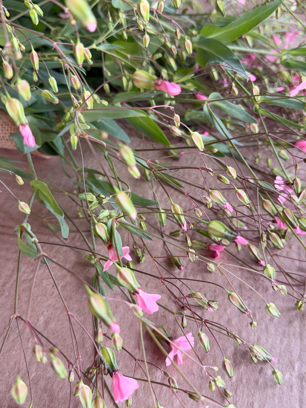 Saponaria - Pink