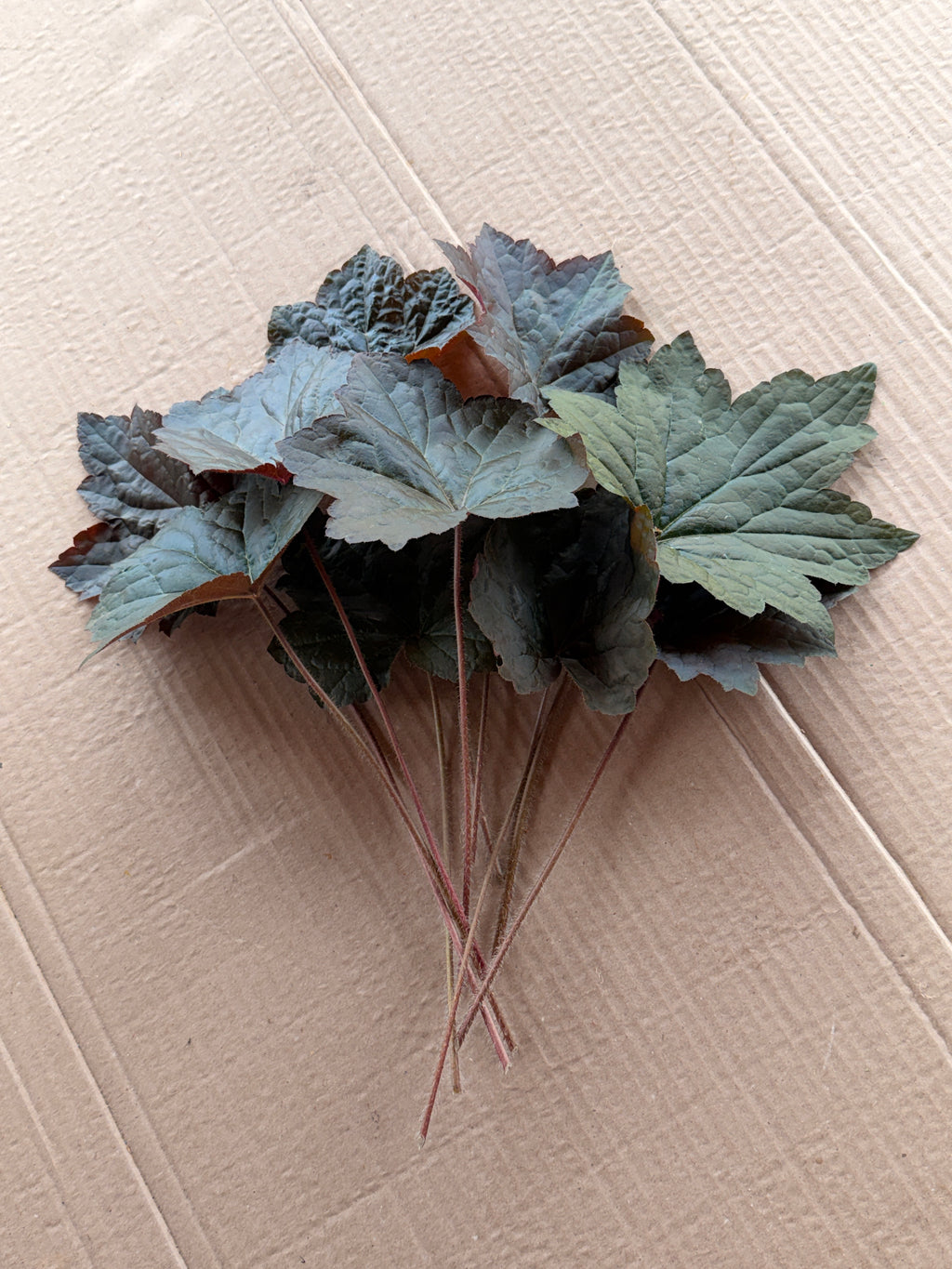 Heuchera Foliage