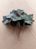 Heuchera Foliage