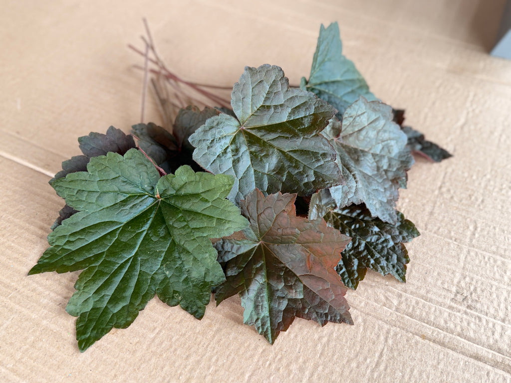 Heuchera Foliage