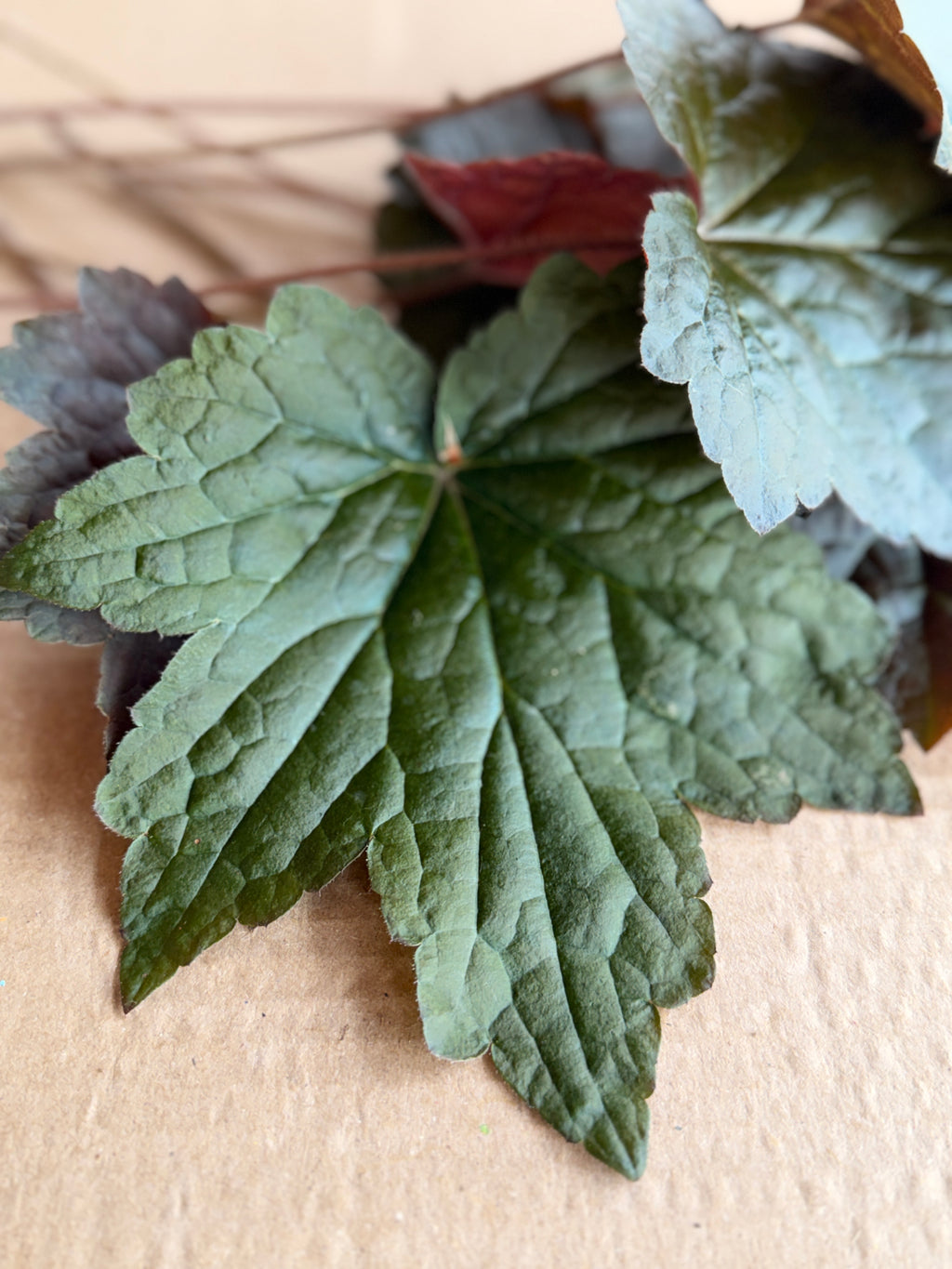 Heuchera Foliage