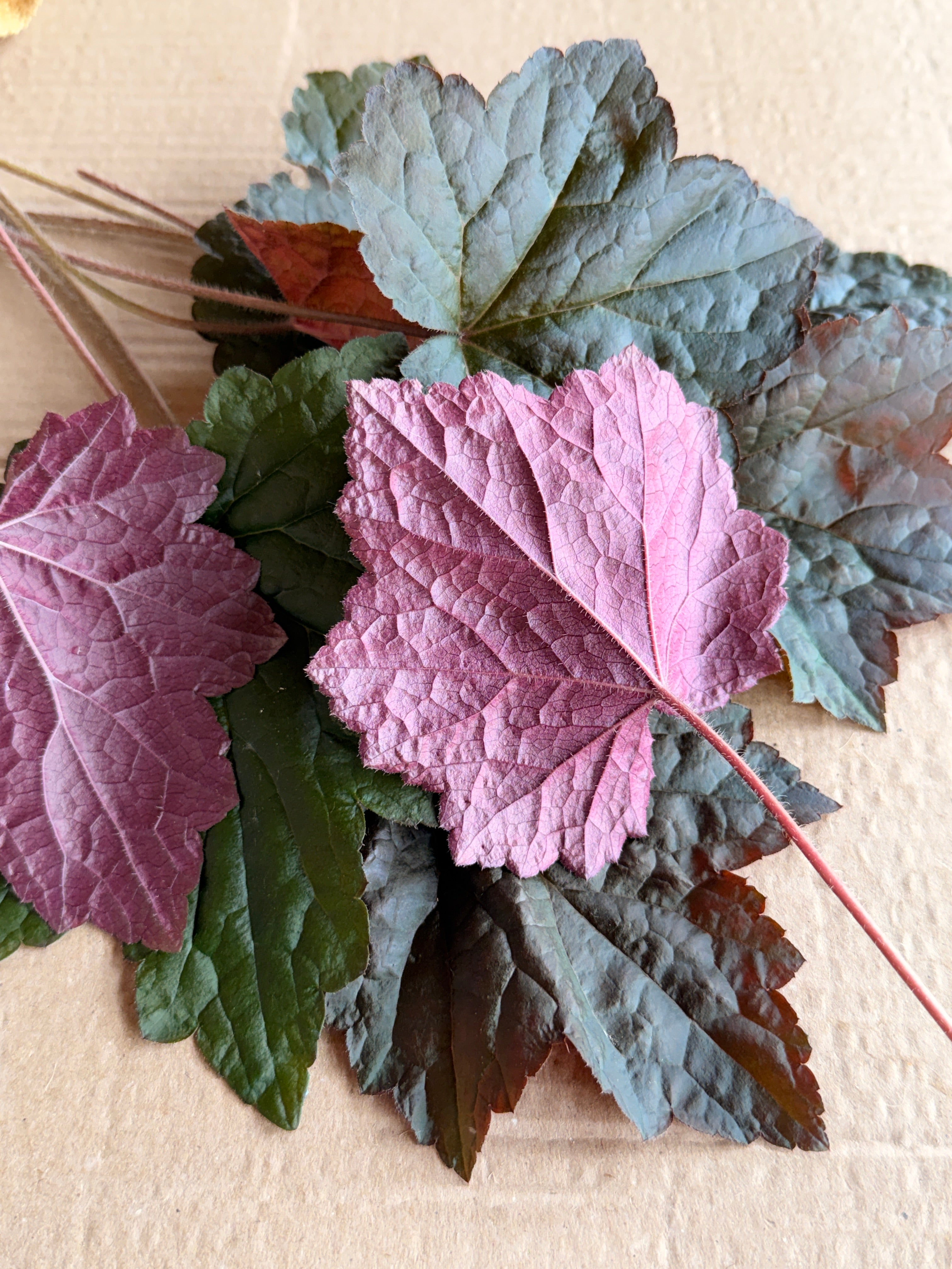 Heuchera Foliage