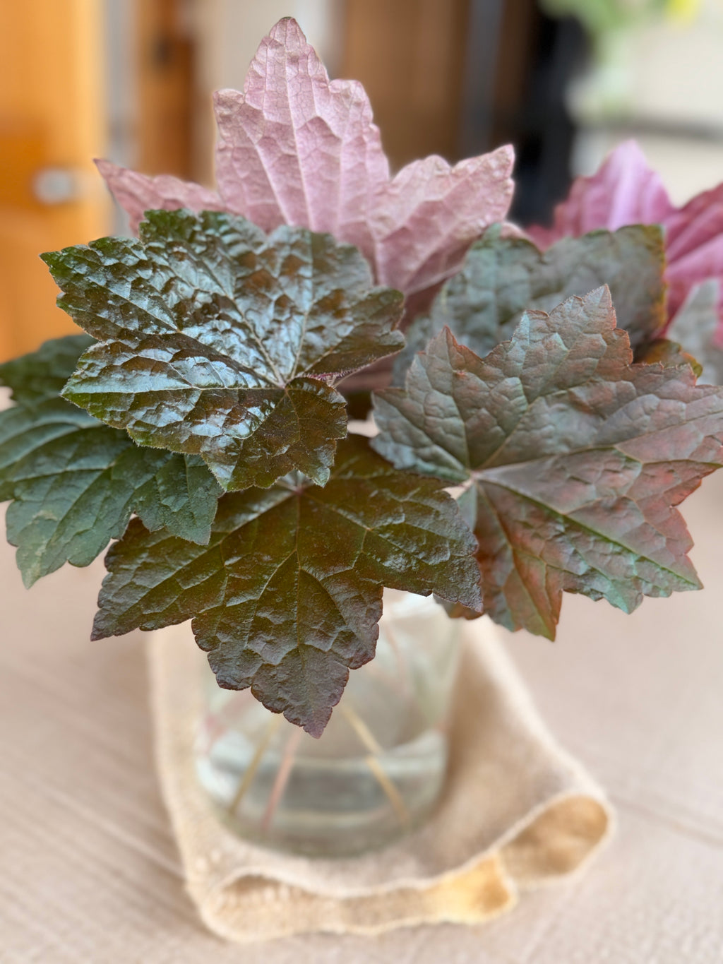 Heuchera Foliage