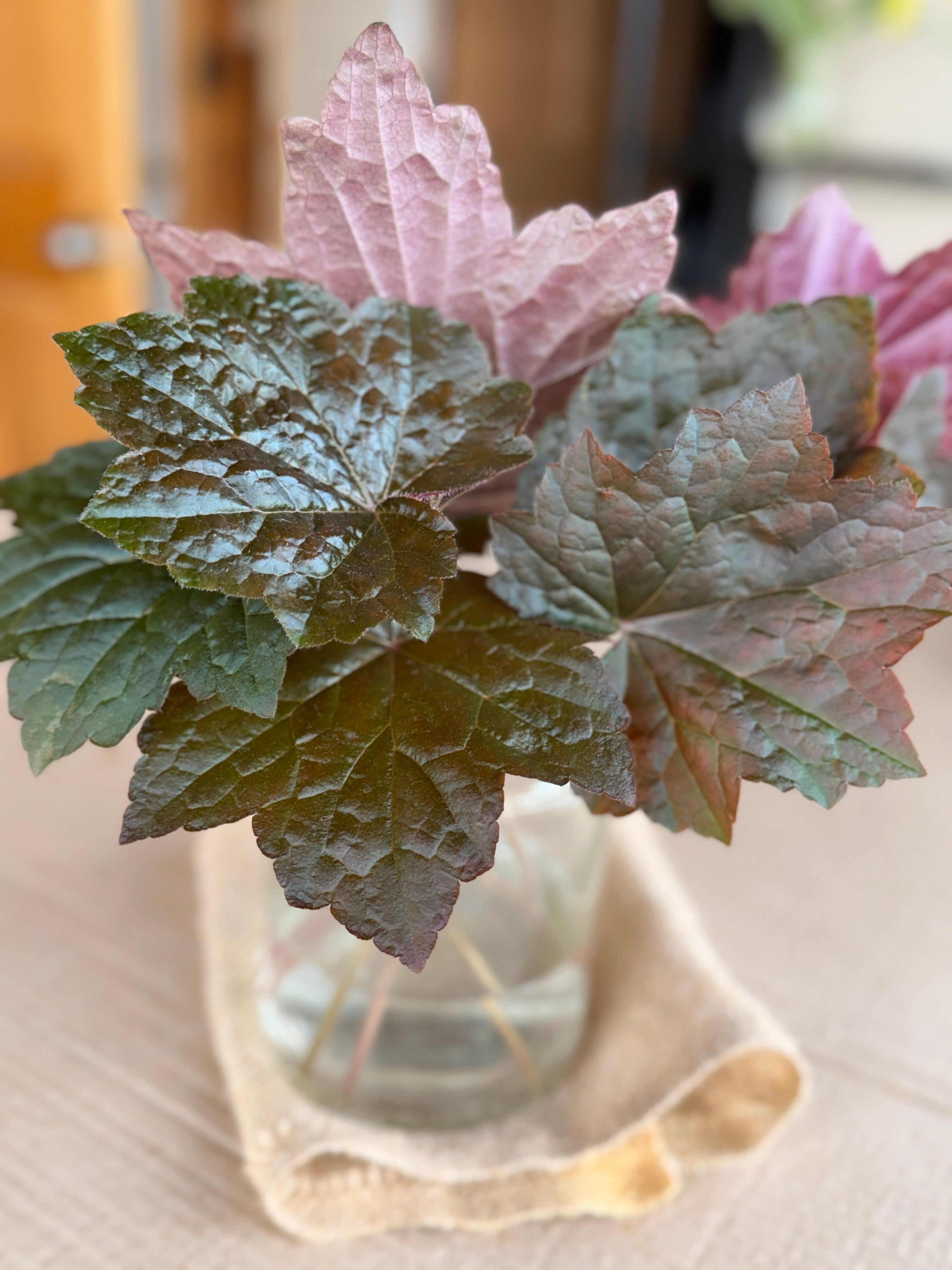 Heuchera Foliage