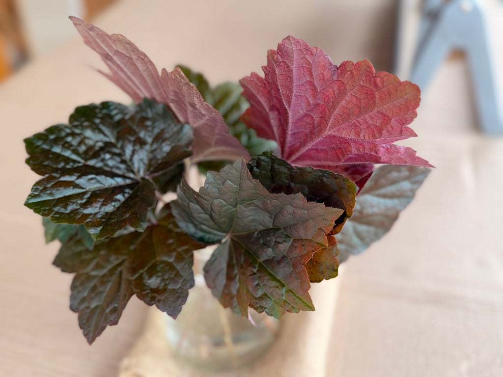 Heuchera Foliage