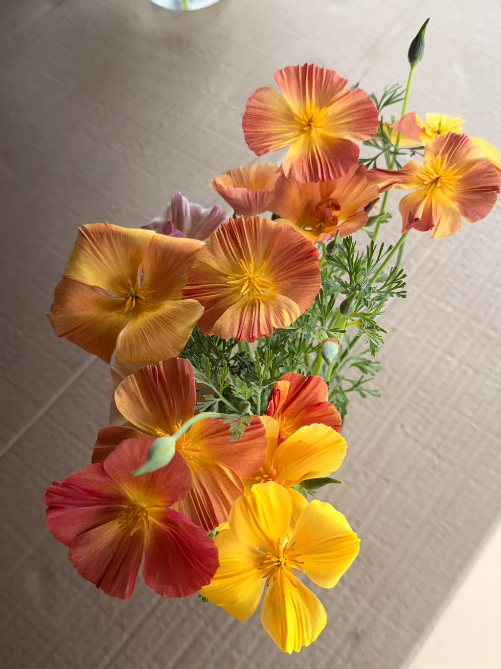California Poppy - Peach & Pink Mix