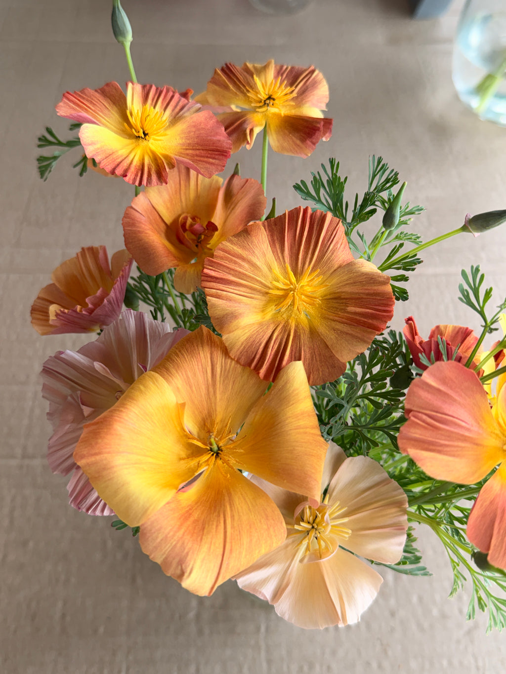 California Poppy - Peach & Pink Mix