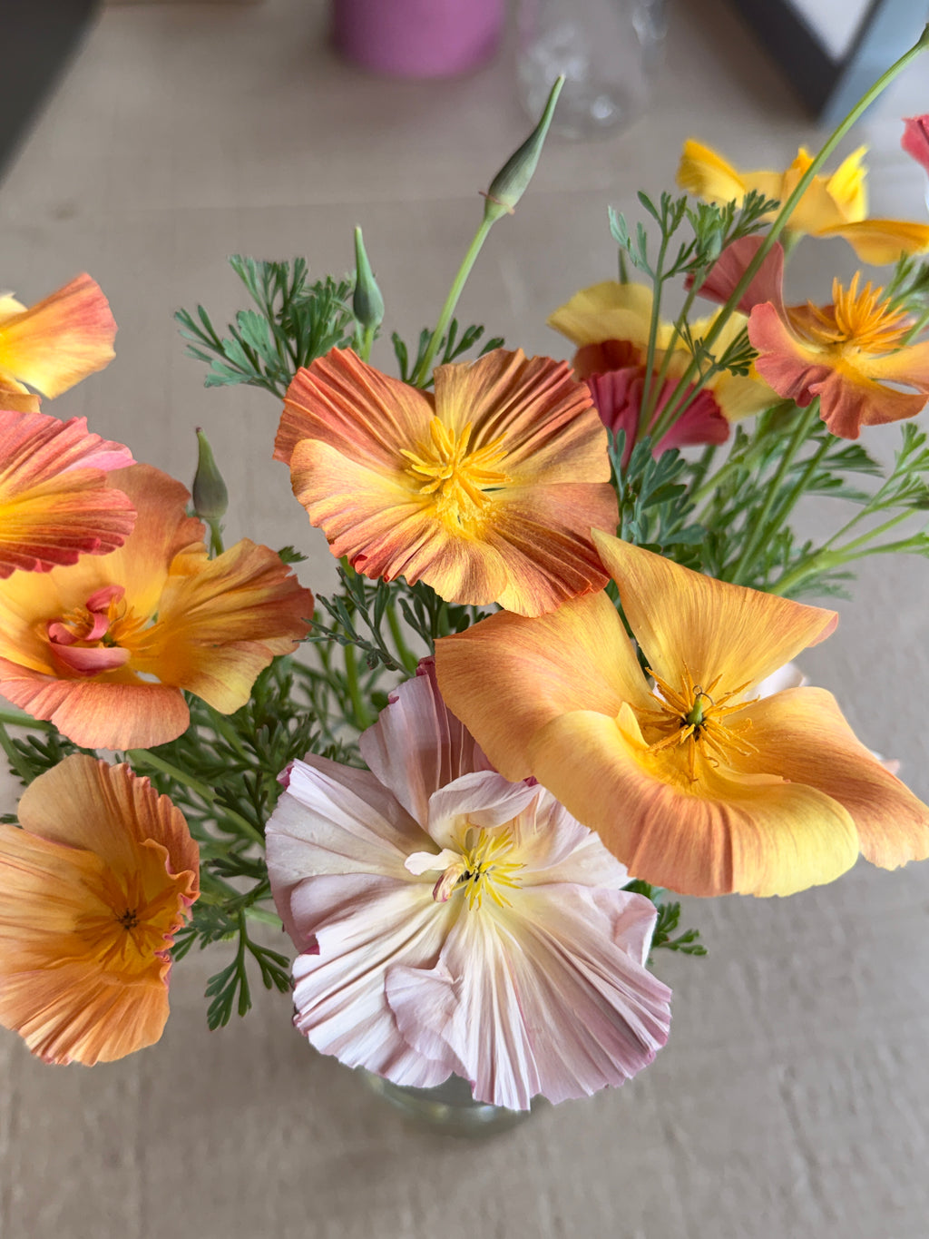 California Poppy - Peach & Pink Mix