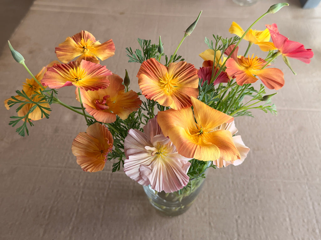 California Poppy - Peach & Pink Mix