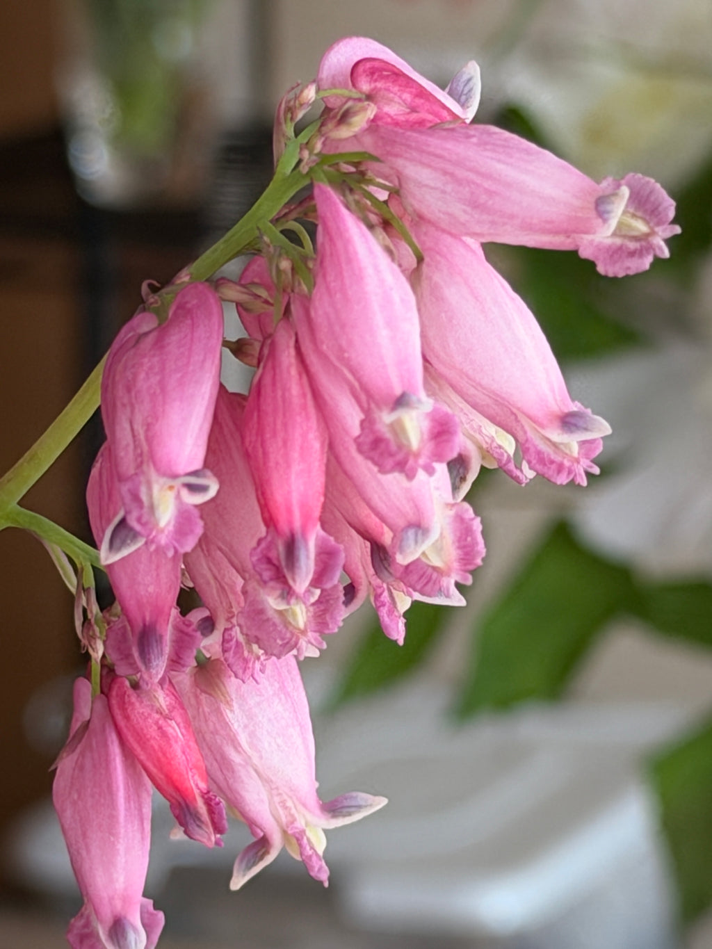 Bleeding Heart - Mini Pink