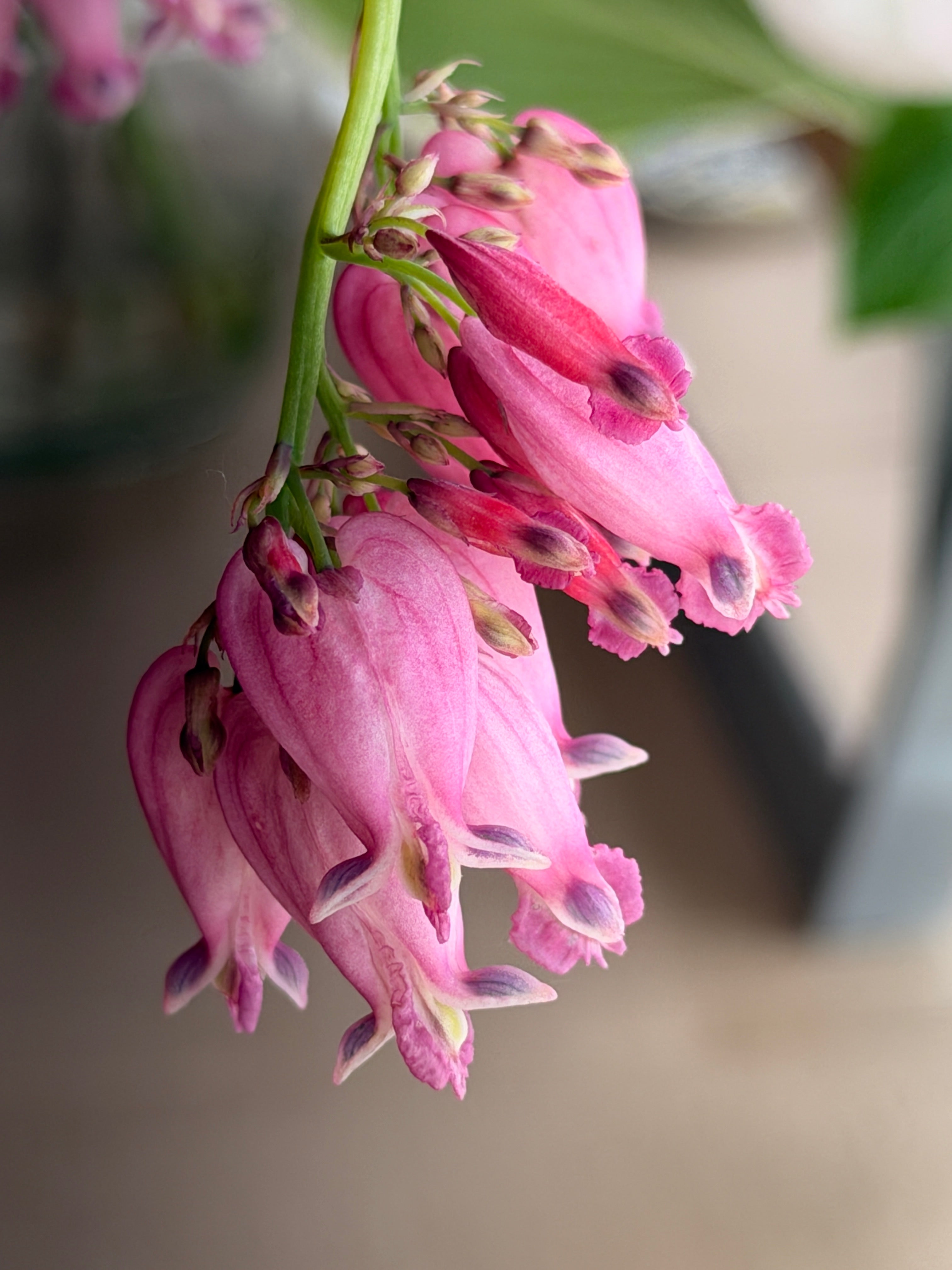 Bleeding Heart - Mini Pink