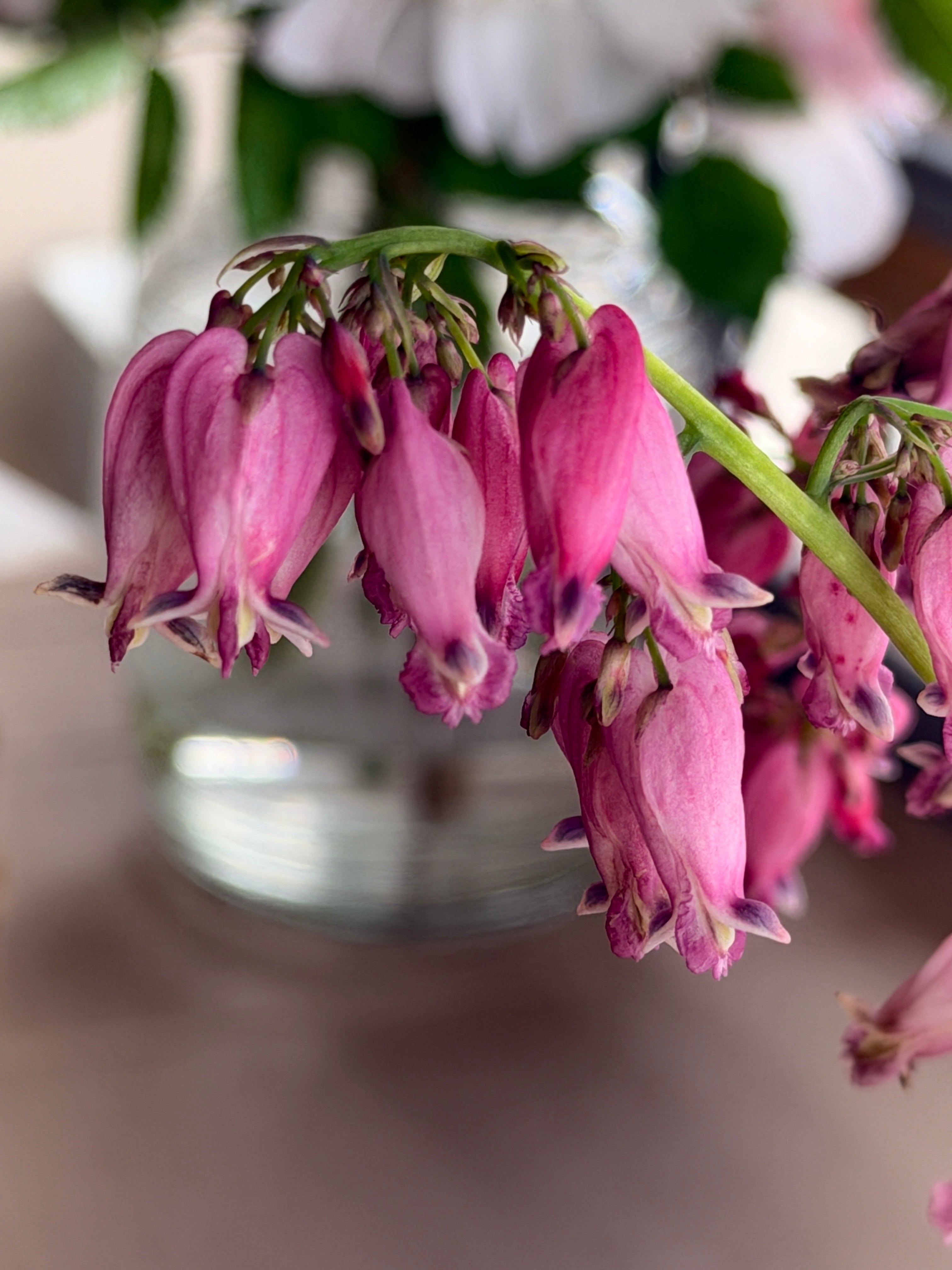 Bleeding Heart - Mini Pink