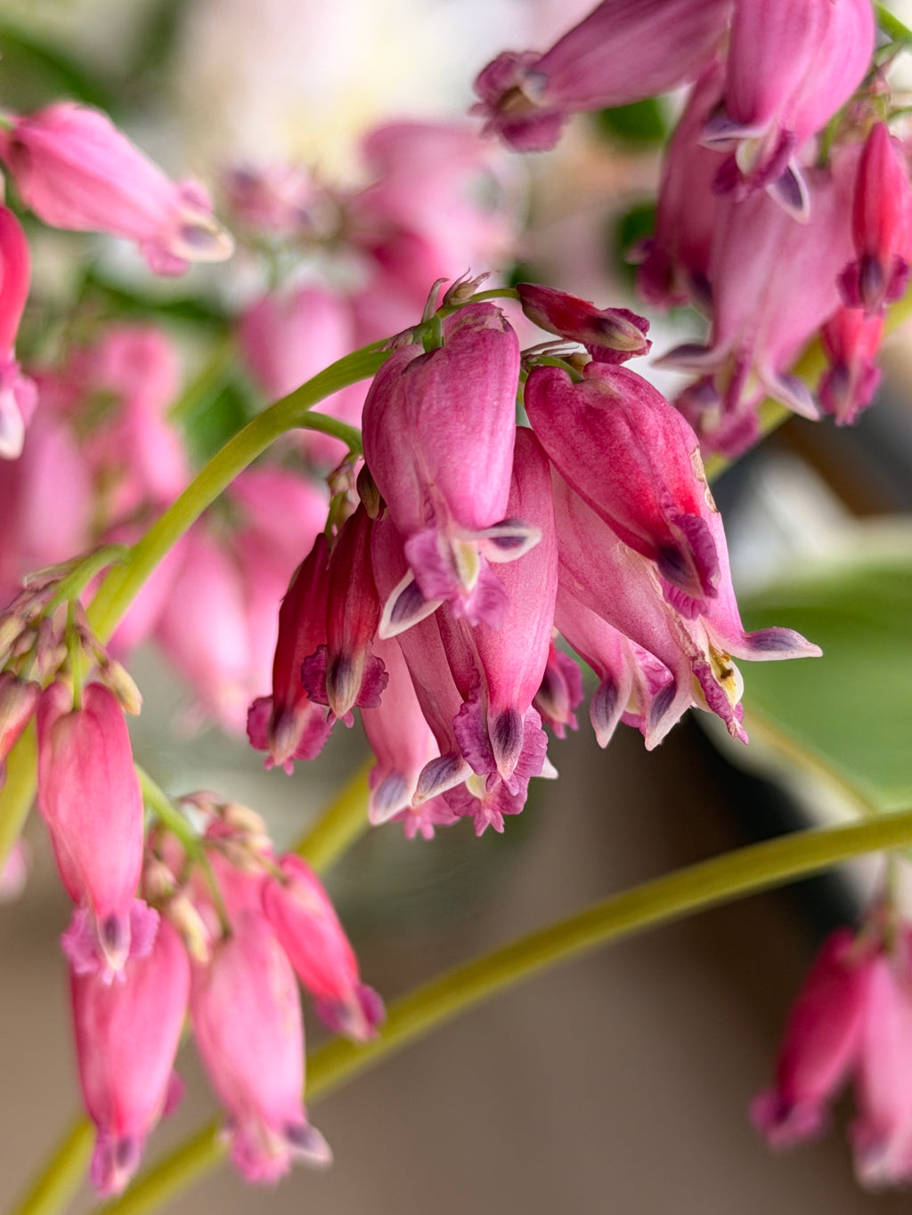 Bleeding Heart - Mini Pink