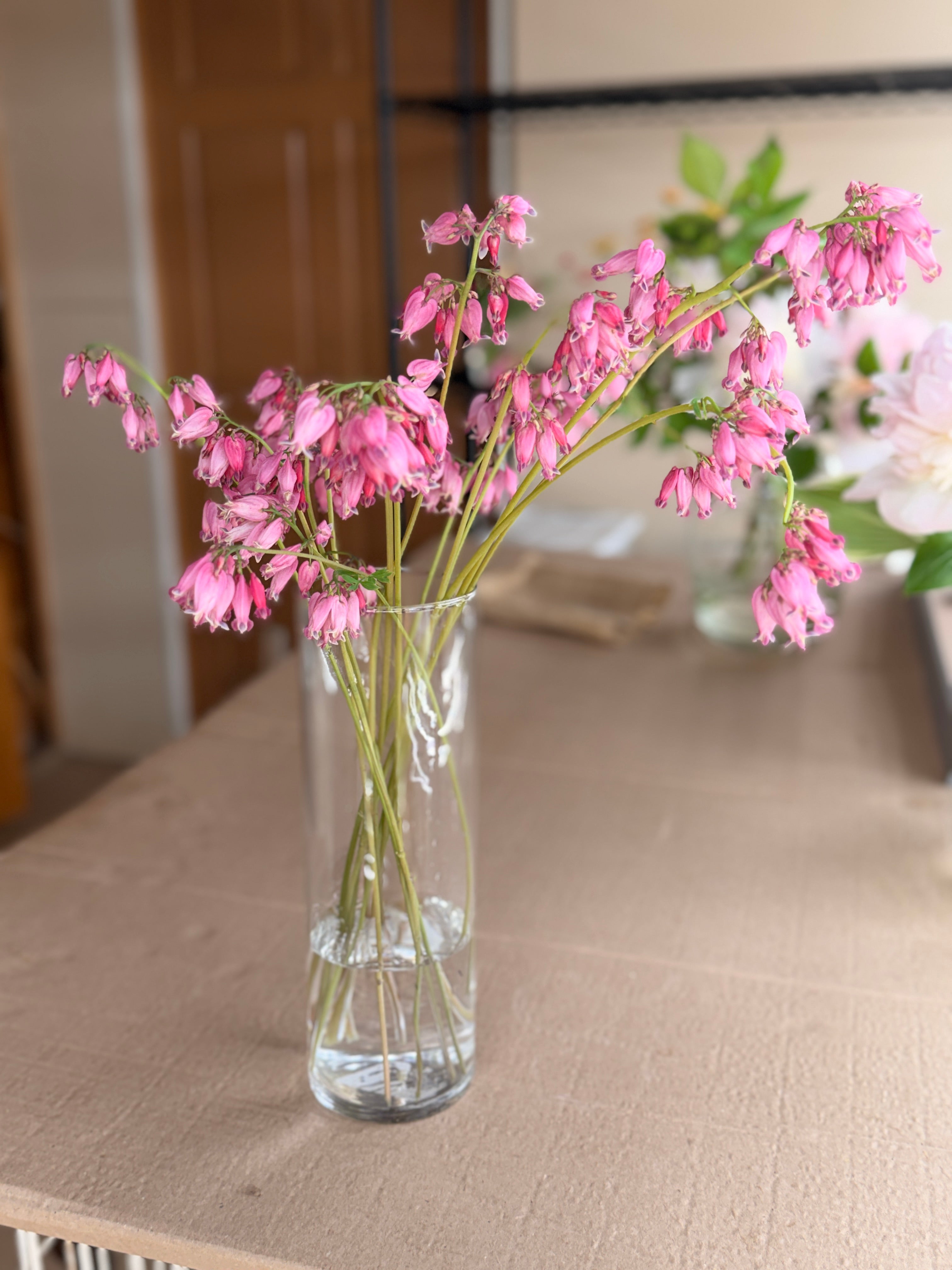 Bleeding Heart - Mini Pink