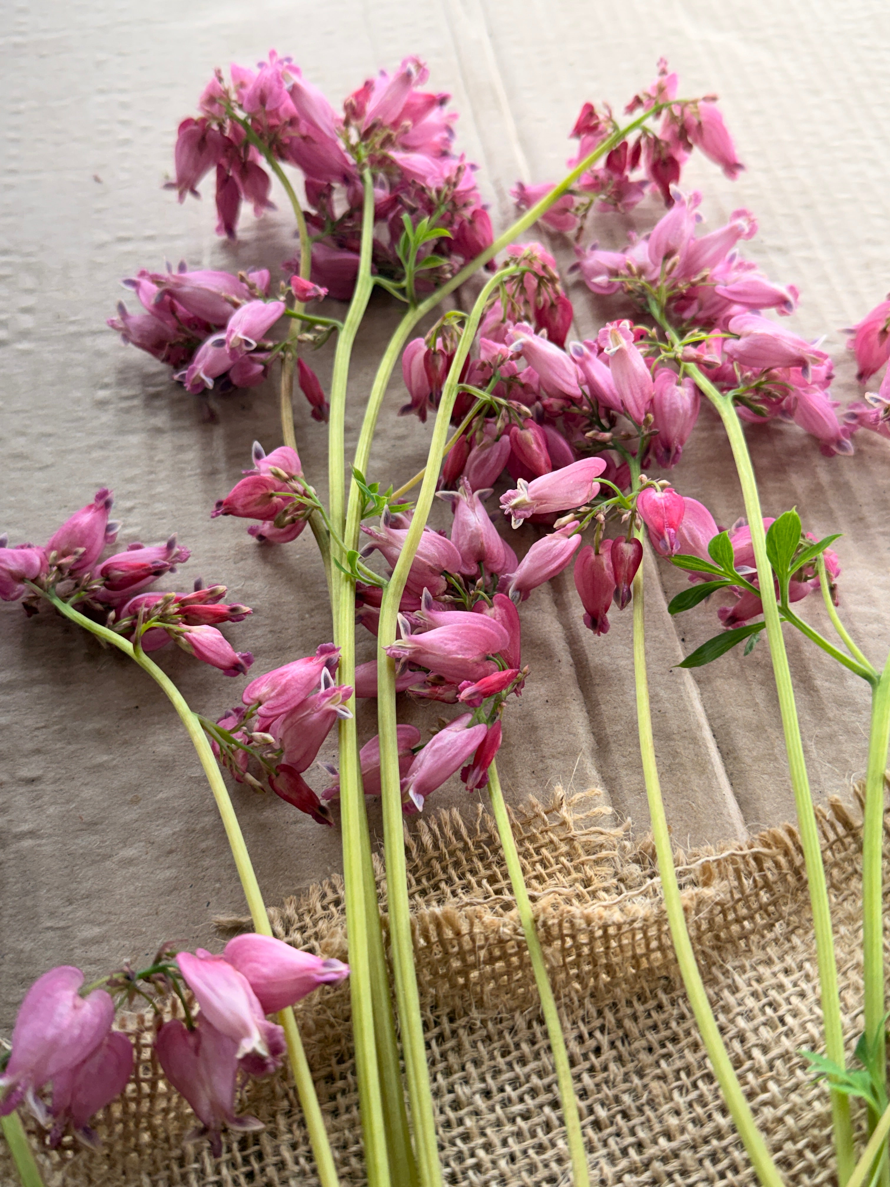 Bleeding Heart - Mini Pink