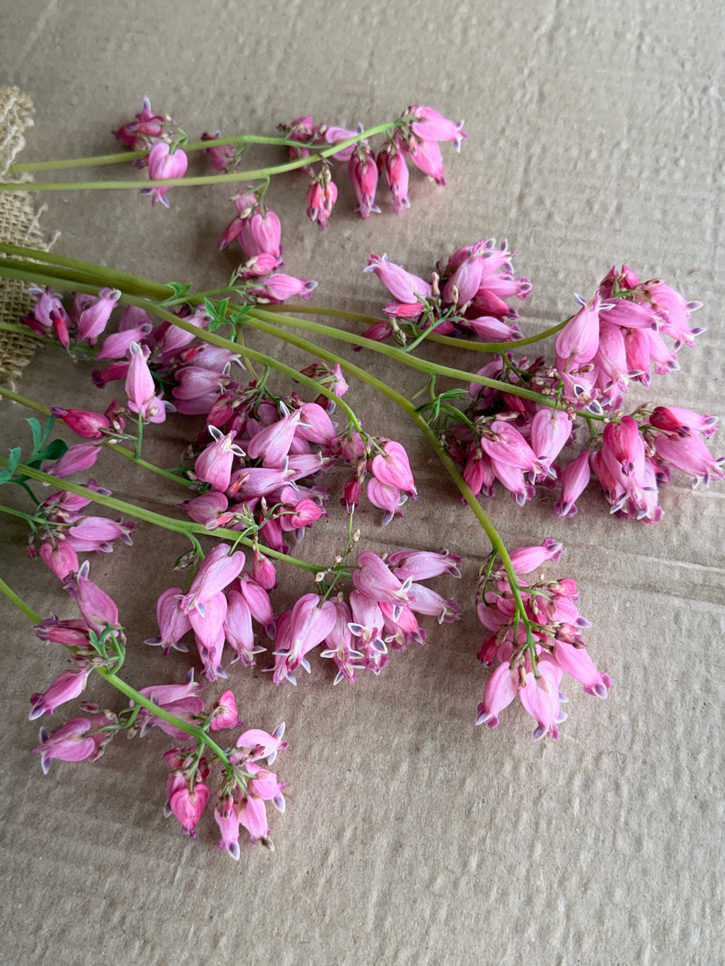 Bleeding Heart - Mini Pink