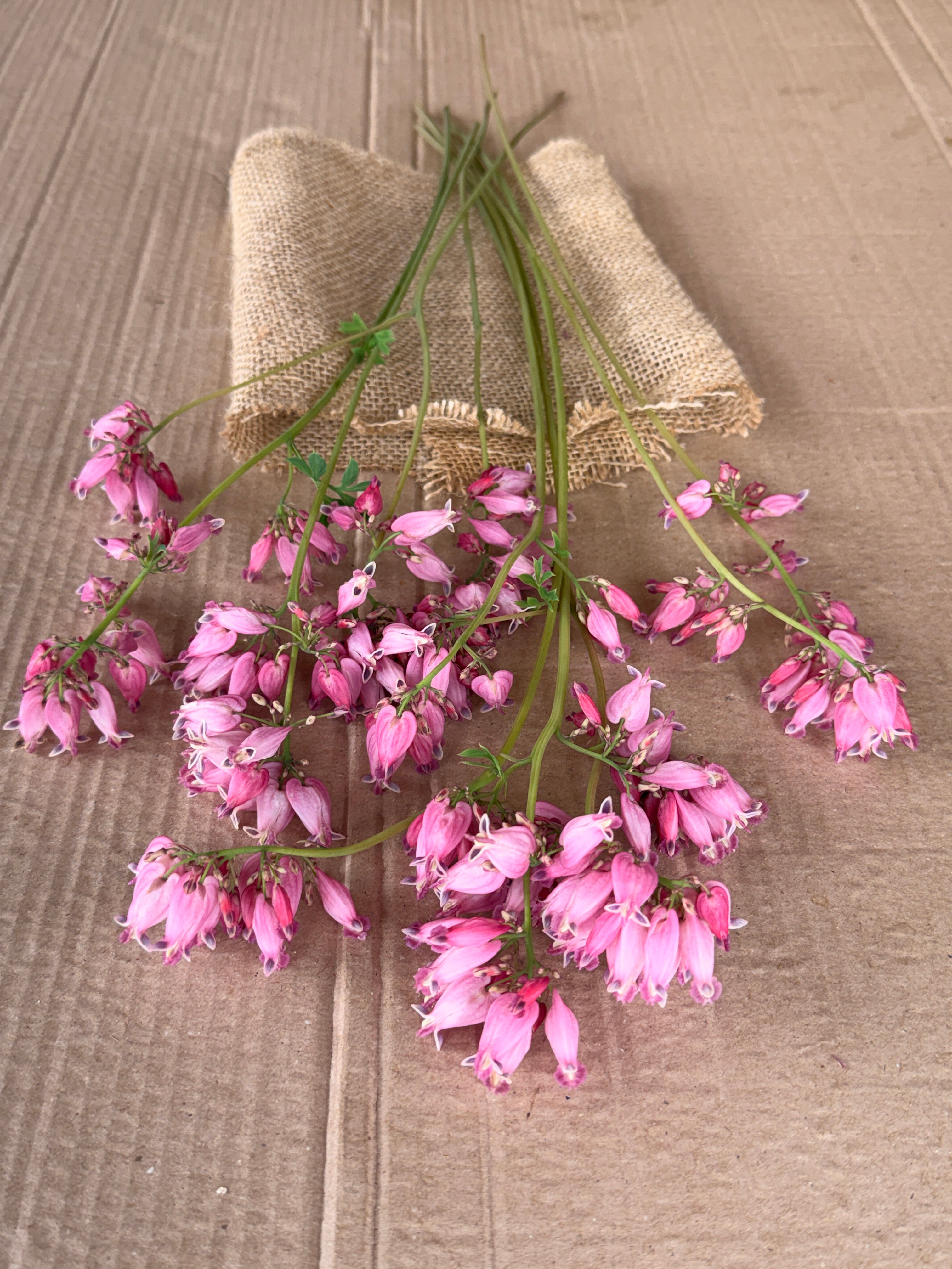 Bleeding Heart - Mini Pink
