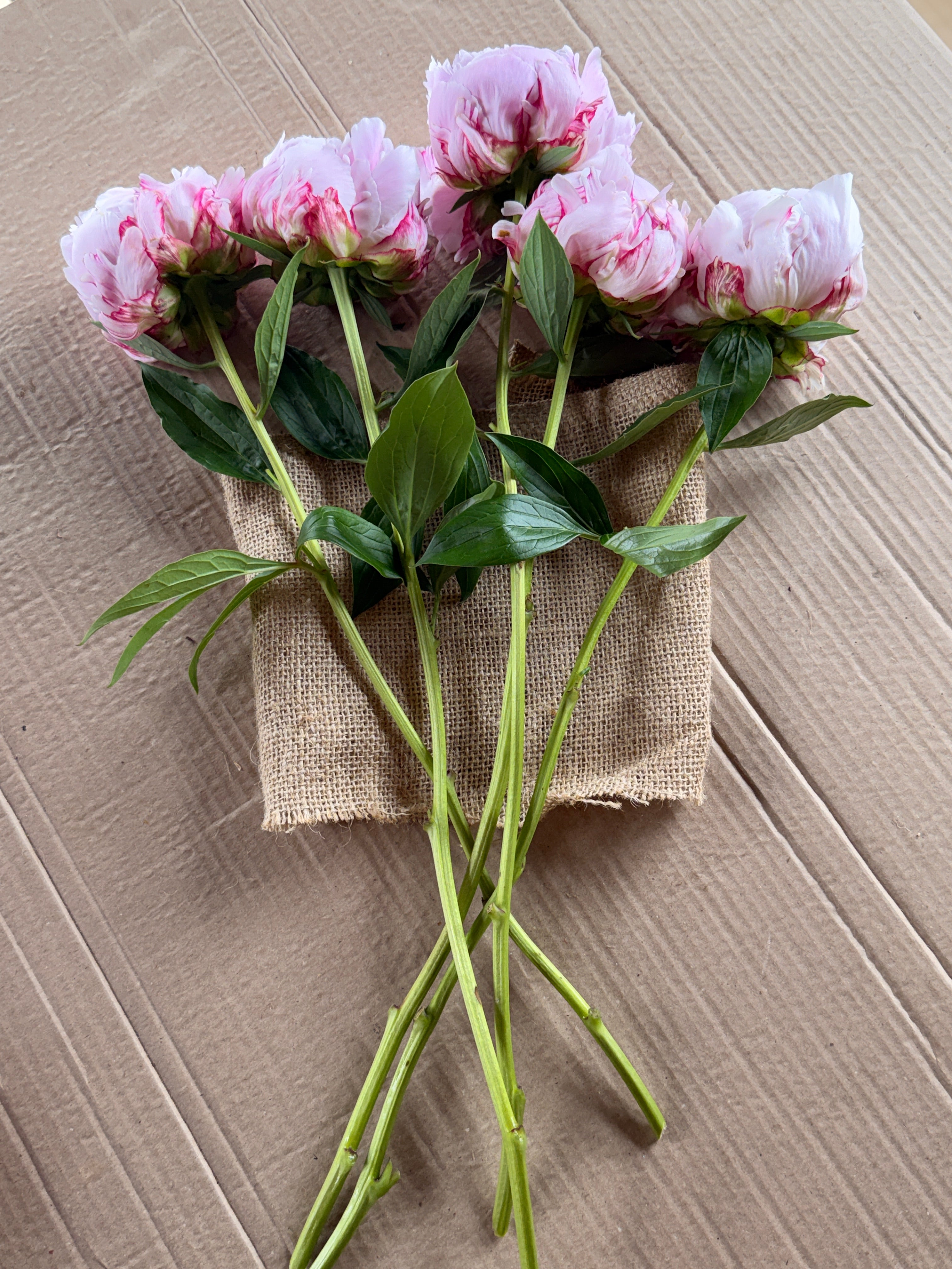 Peony - (Pink) Sarah Bernhardt