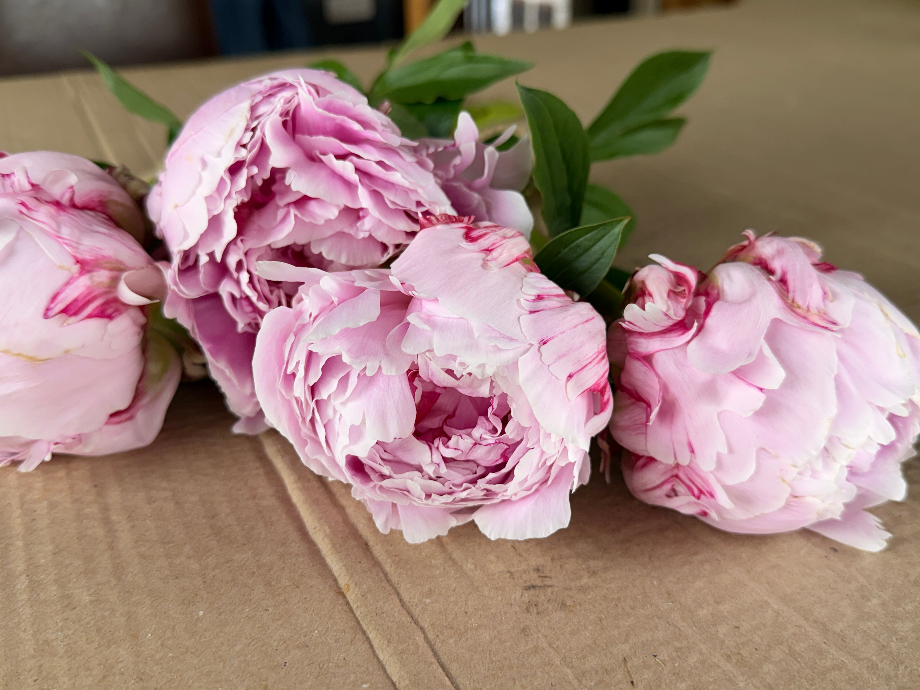 Peony - (Pink) Sarah Bernhardt